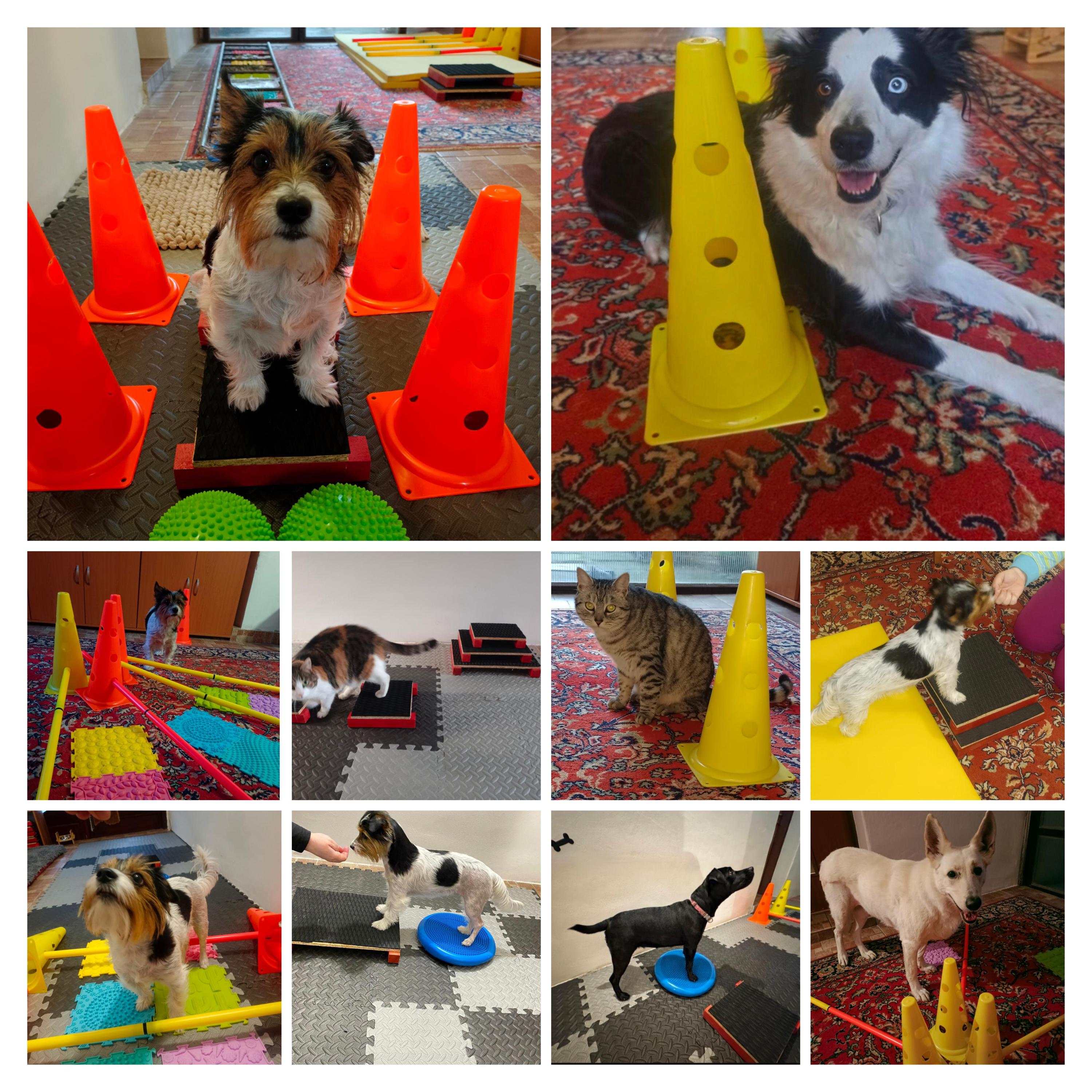 Fyzioterapie psů Uherské Hradiště foto 2