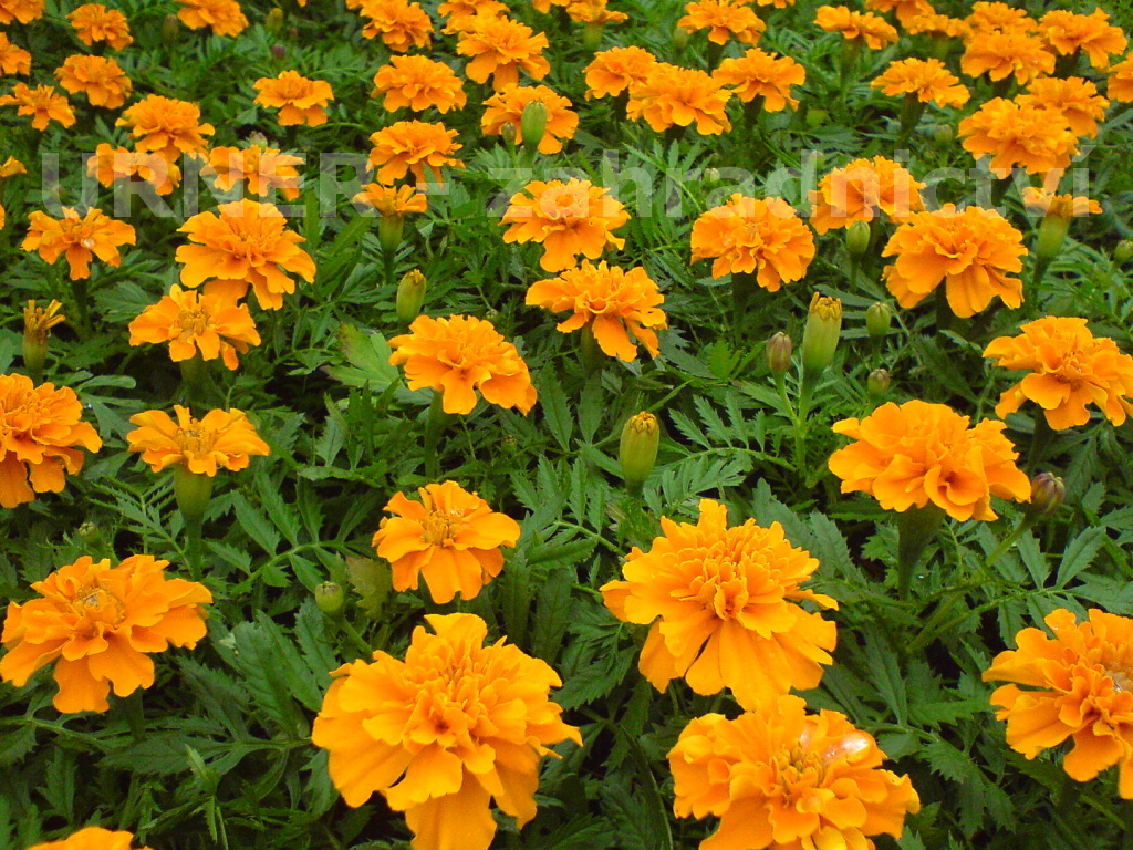 URNER zahradnictví foto 3