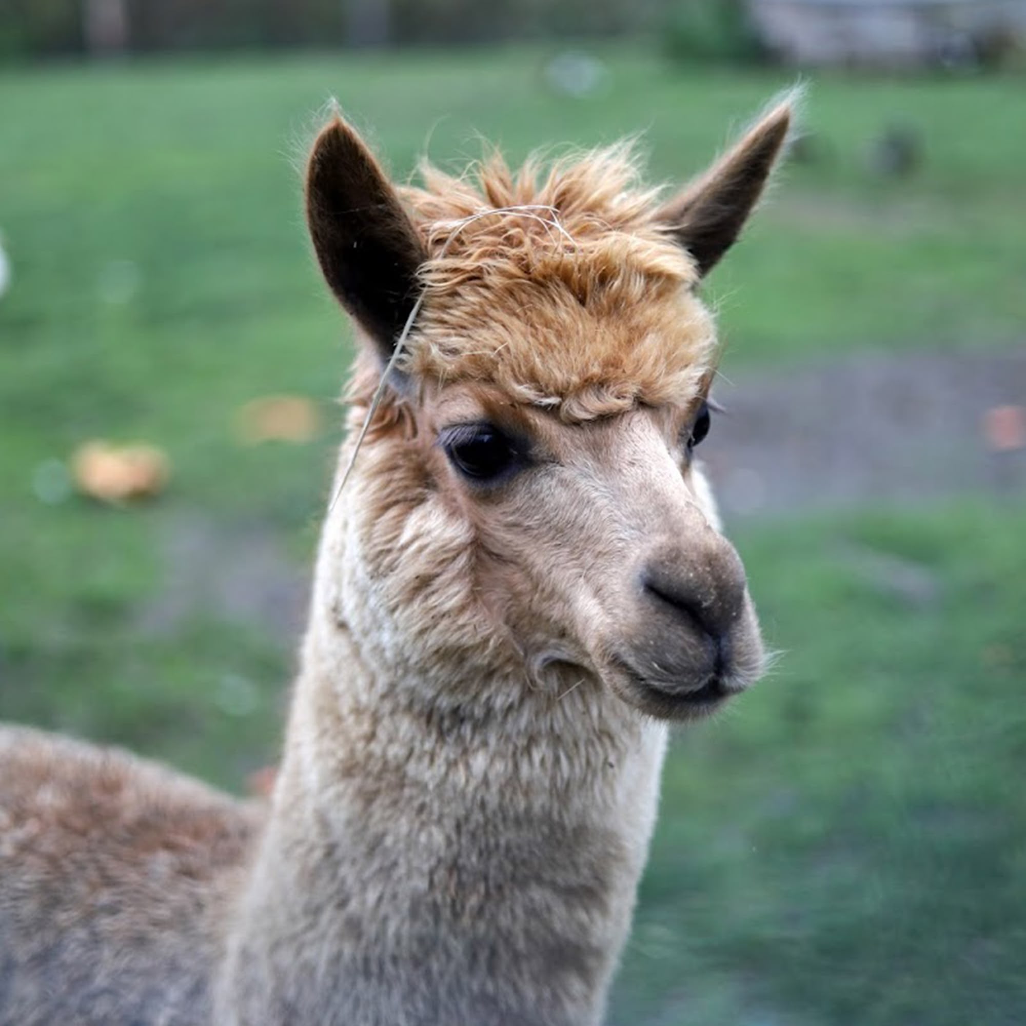 Zoopark Bohatice foto 5