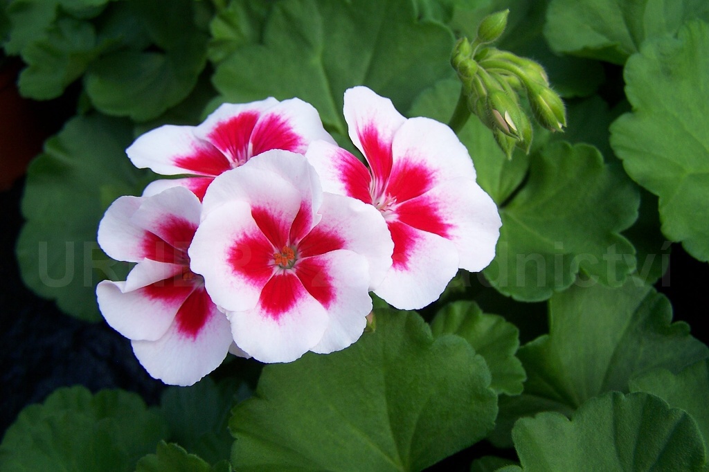 URNER zahradnictví foto 2