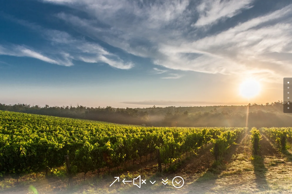 Hajduch vinařství z Čejkovic