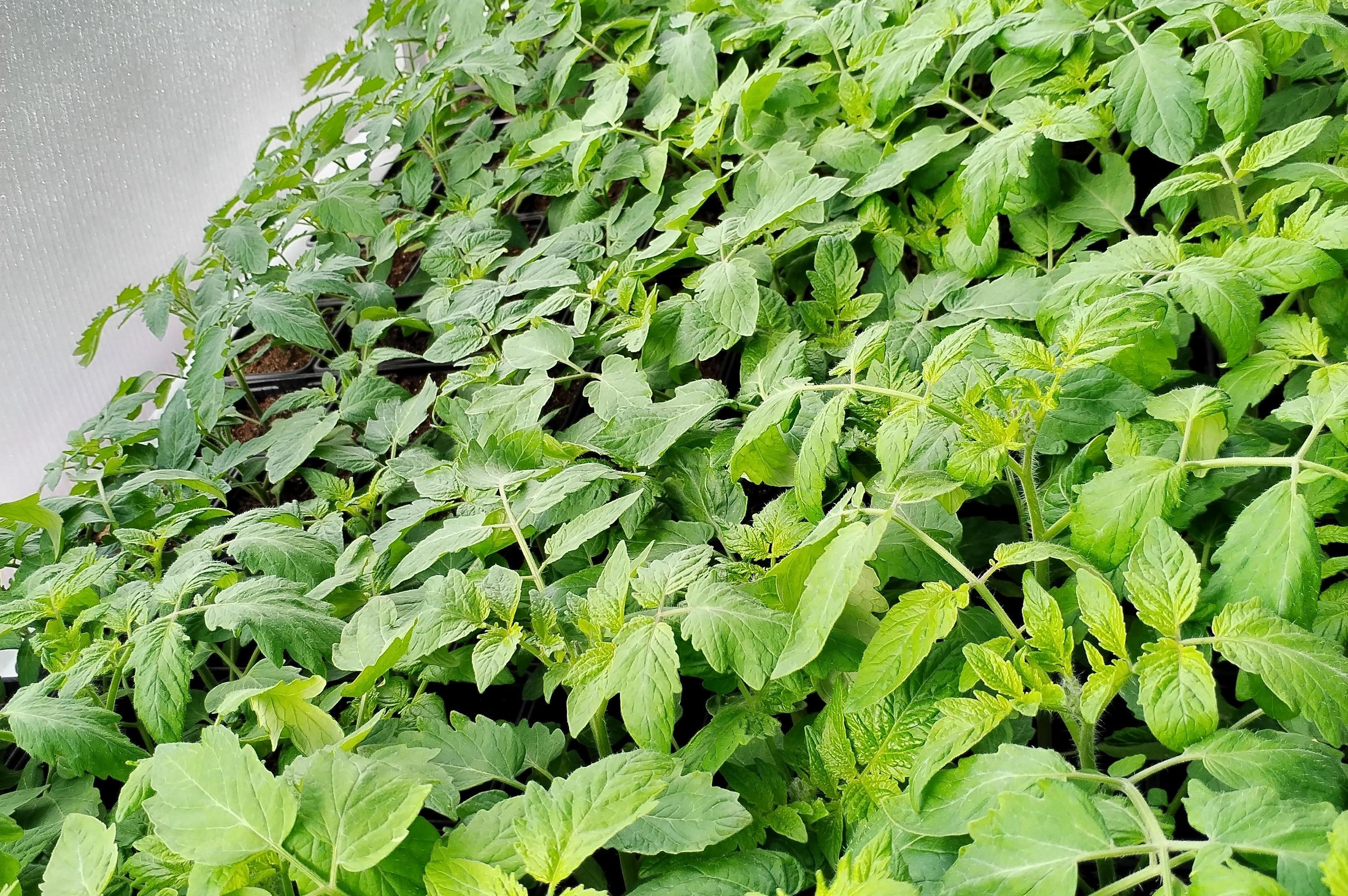 PRODEJ  PŘÍSAD ZELENINY