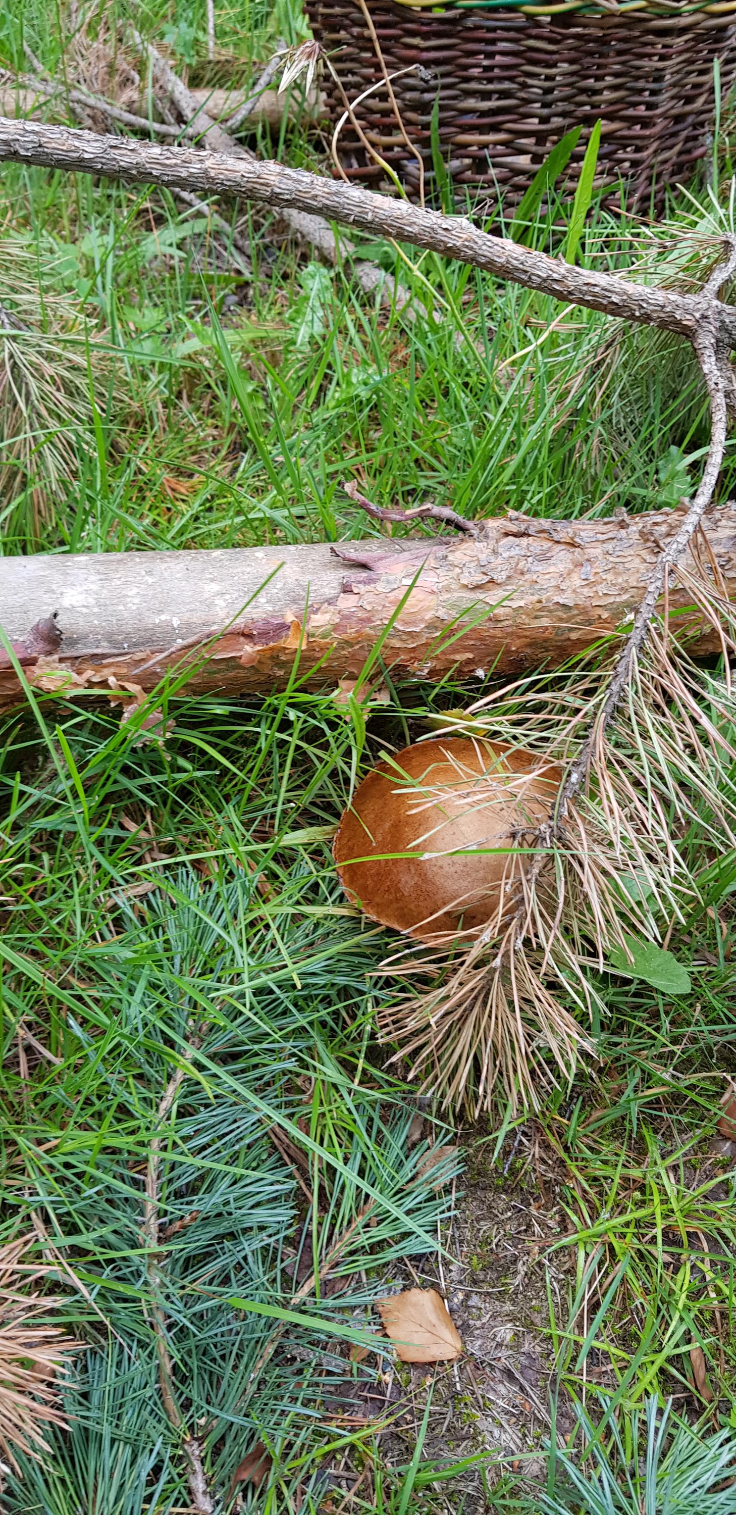 U ROZMOKLÉ ŽÁBY foto 6