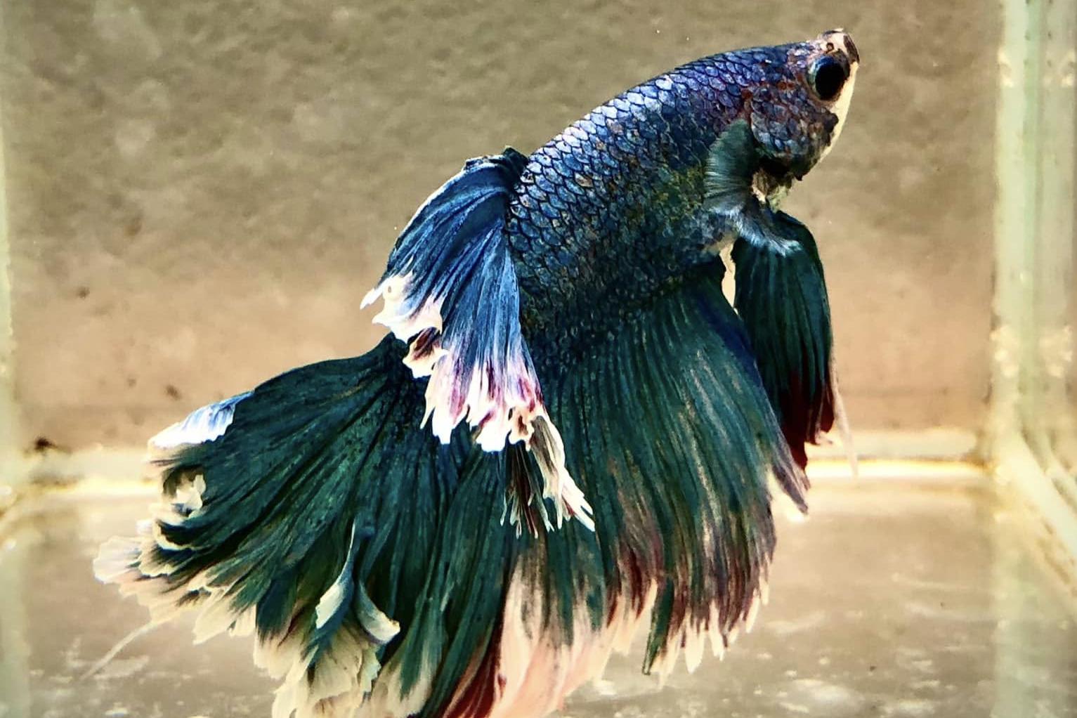 Bojovnice pestrá - Betta splendens
