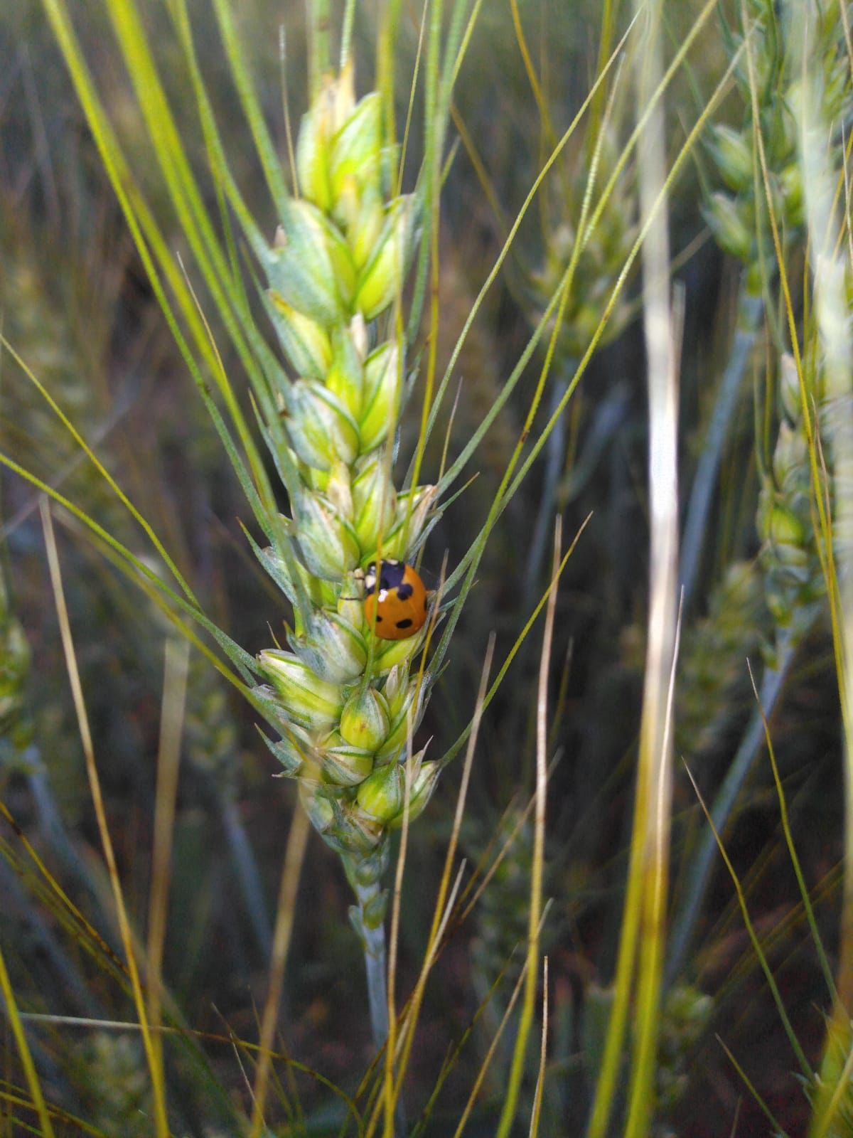 Agro Neyrinck s.r.o. foto 6