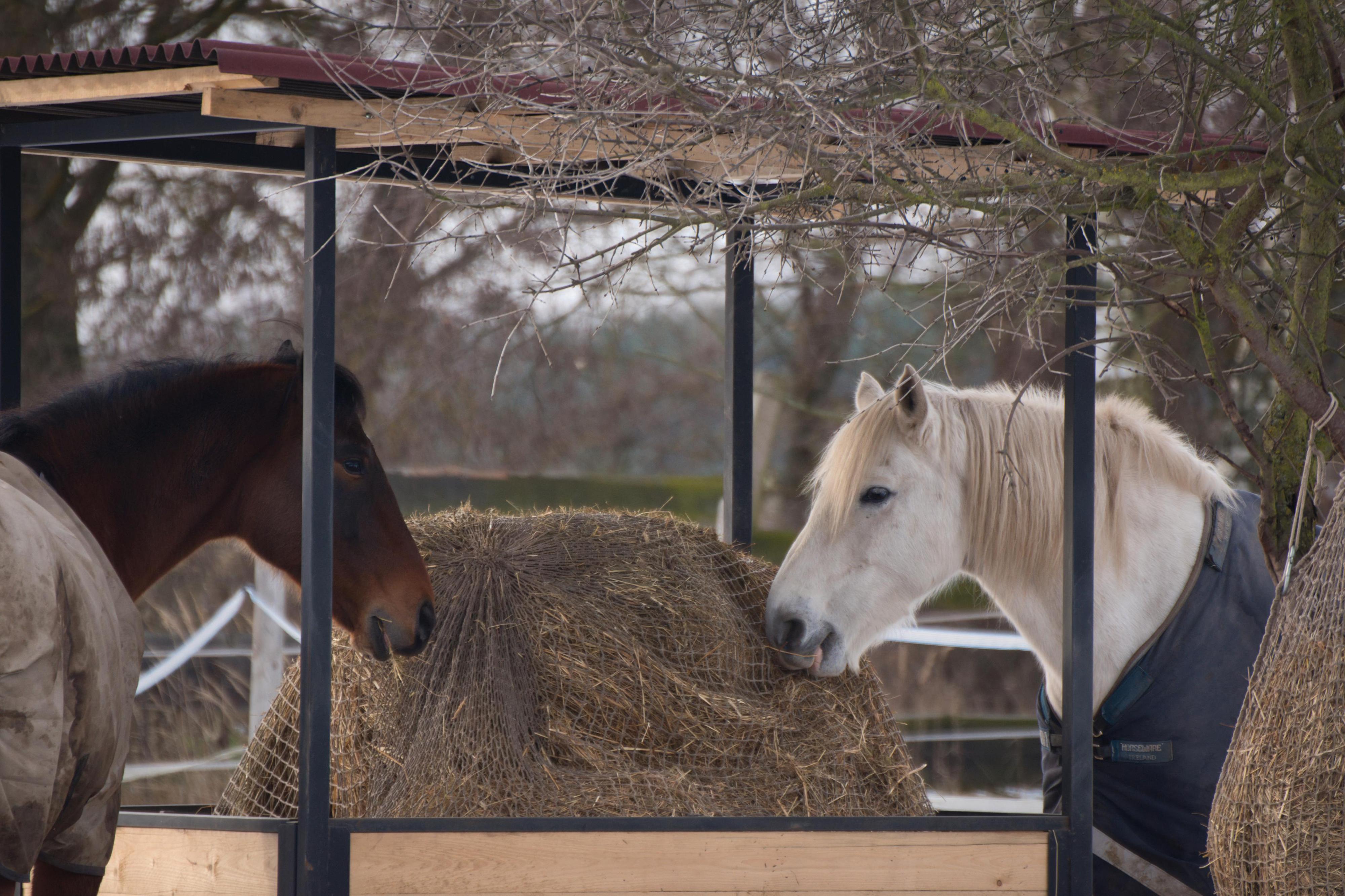 Staroboleslavský Dvůr foto 6