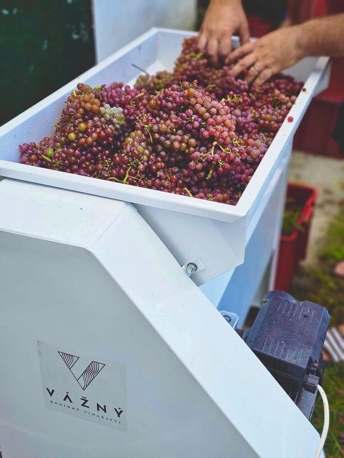 Víno Vážný foto 2