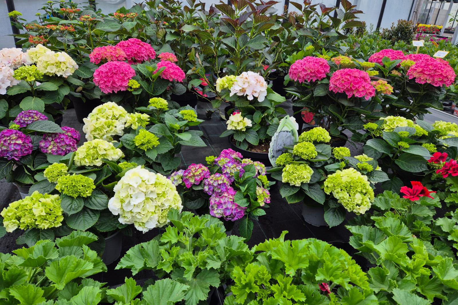 Balkonovky a letničky