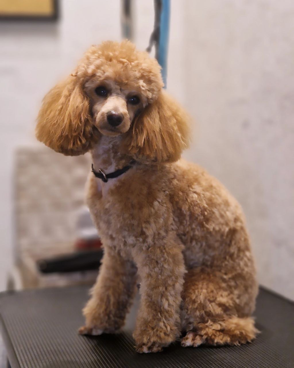 Barber pet Plzeň foto 6