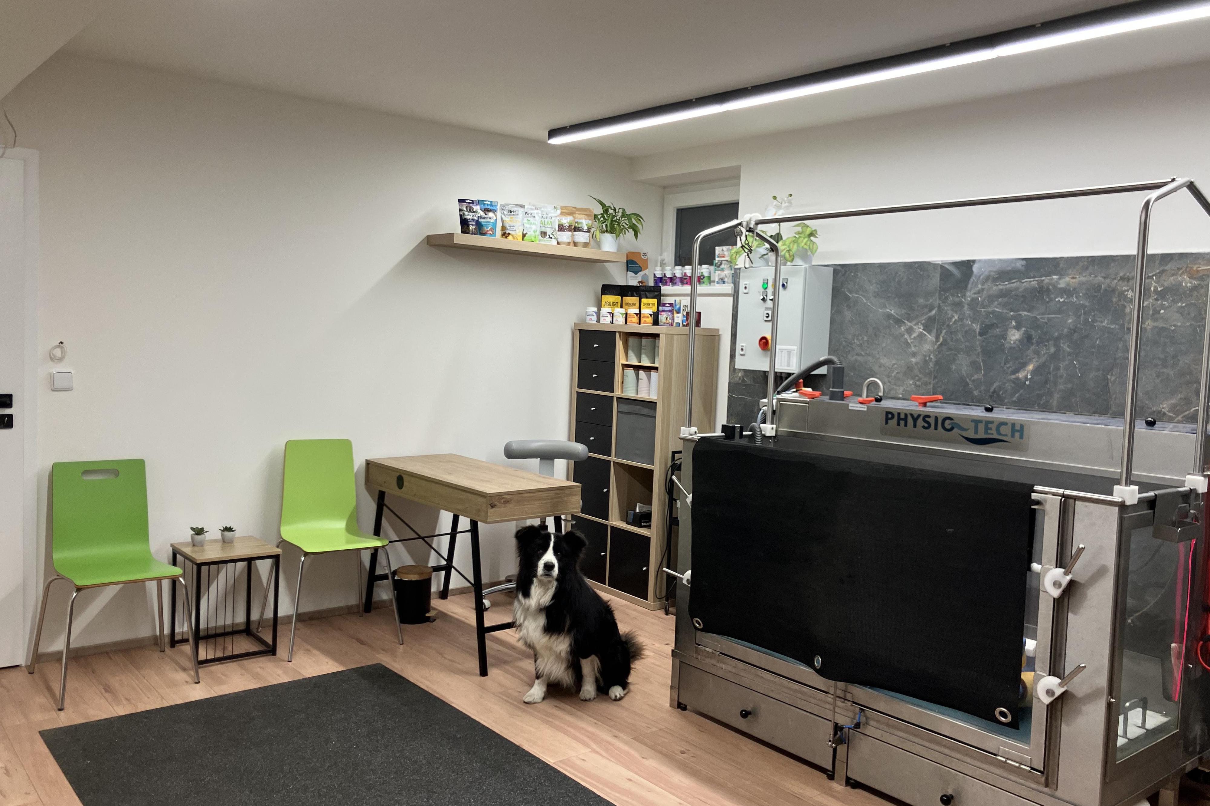 Physiopet - fyzioterapie pro psy