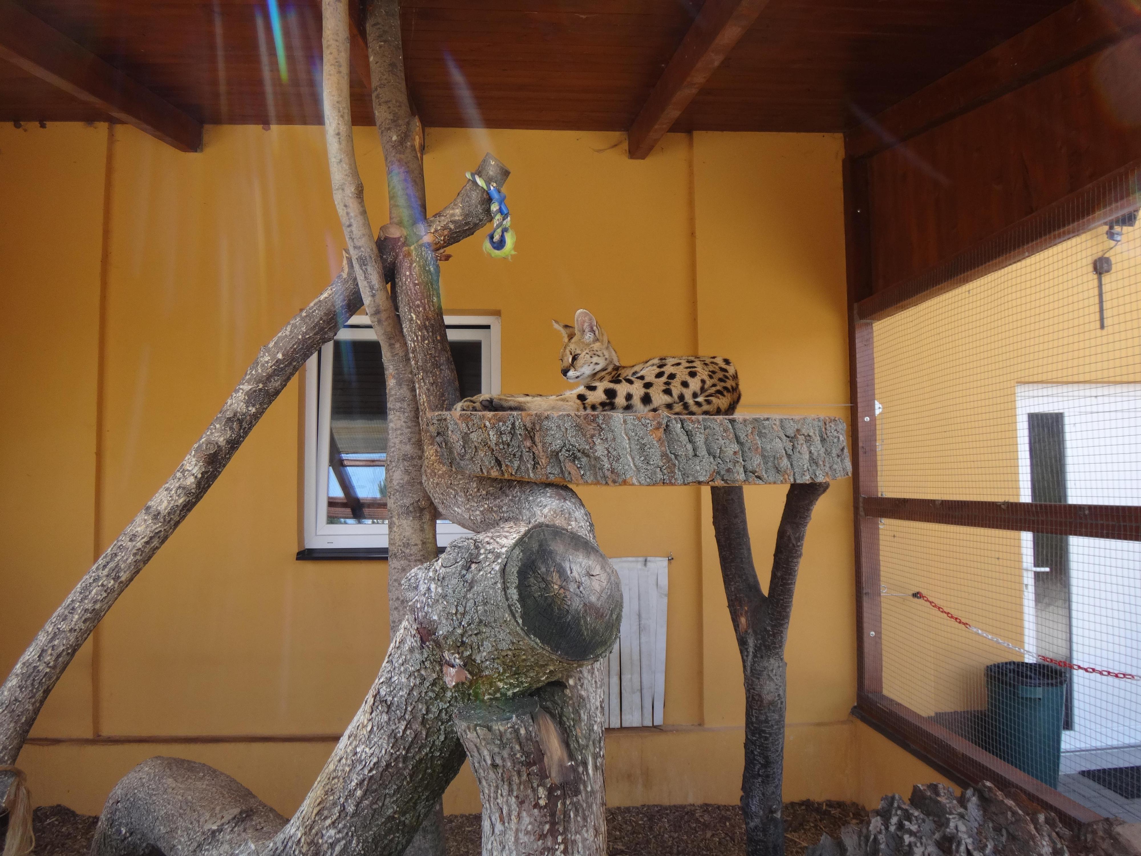 Dřevěná Exotika na ranči Bítovany foto 3