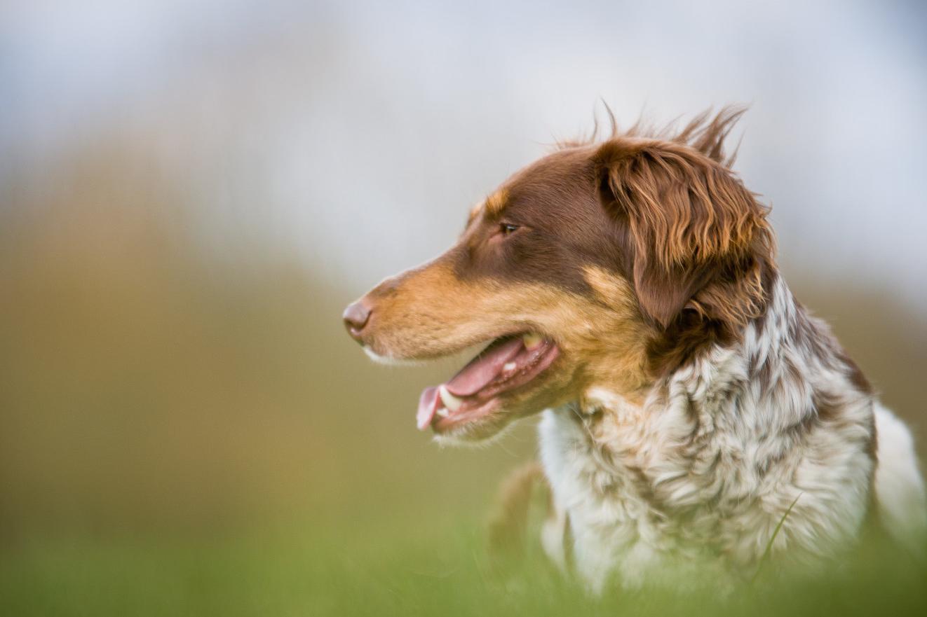 Spolek českého strakatého psa, z.s. foto 1