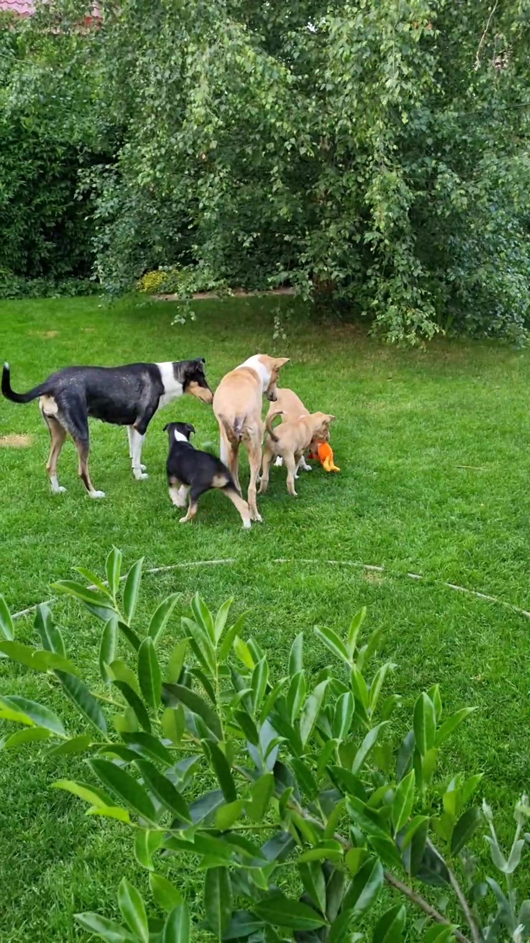z Modrého království foto 2 (náhled videa)