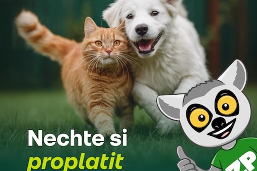 Pojištění mazlíčka