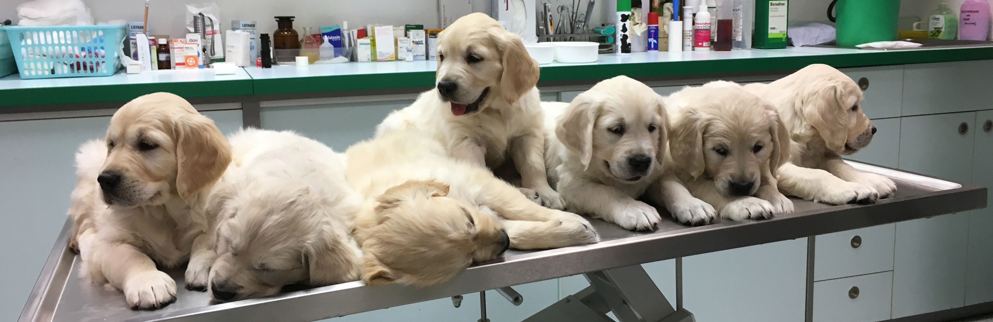 Veterinární nemocnice VetPro Český Brod foto 2