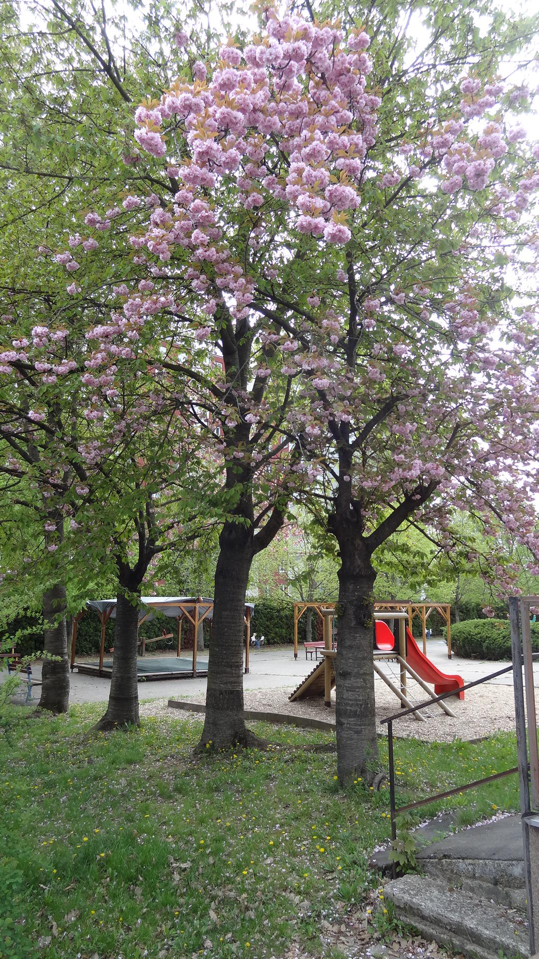 MŠ Brno, Bořetická foto 5