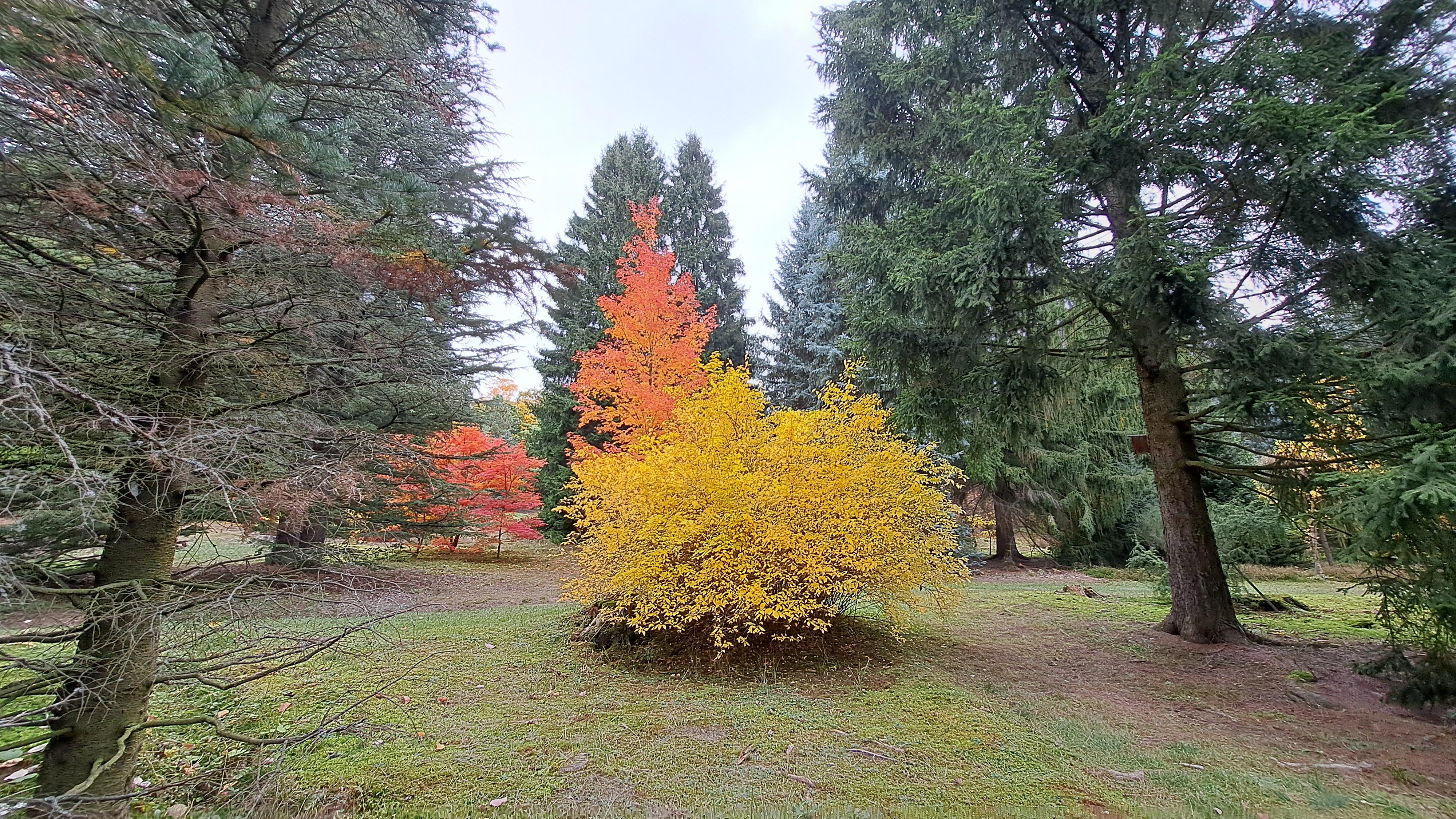 ČZU - Arboretum Fakulty lesnické a dřevařské foto 4