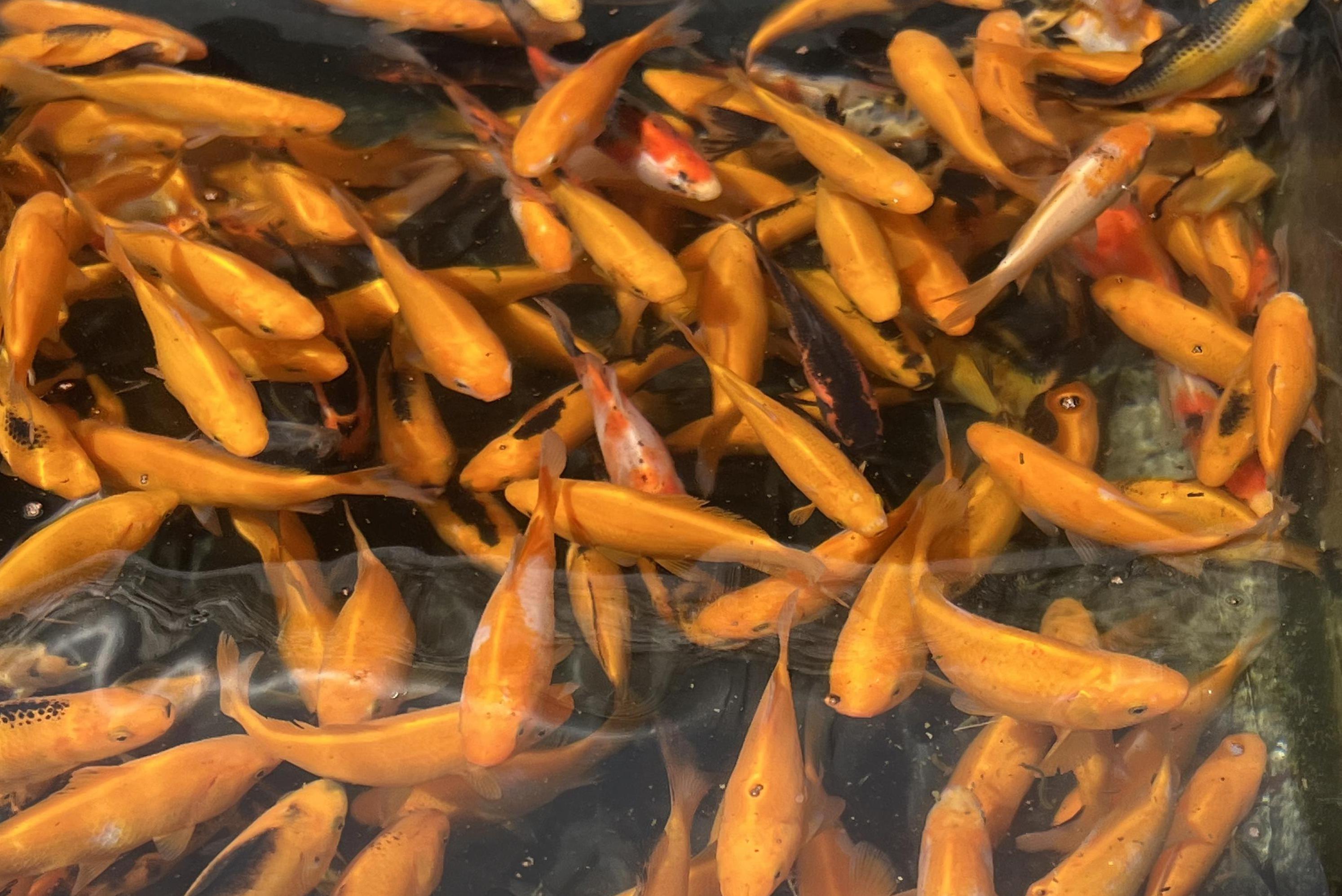 Karas - různé druhy