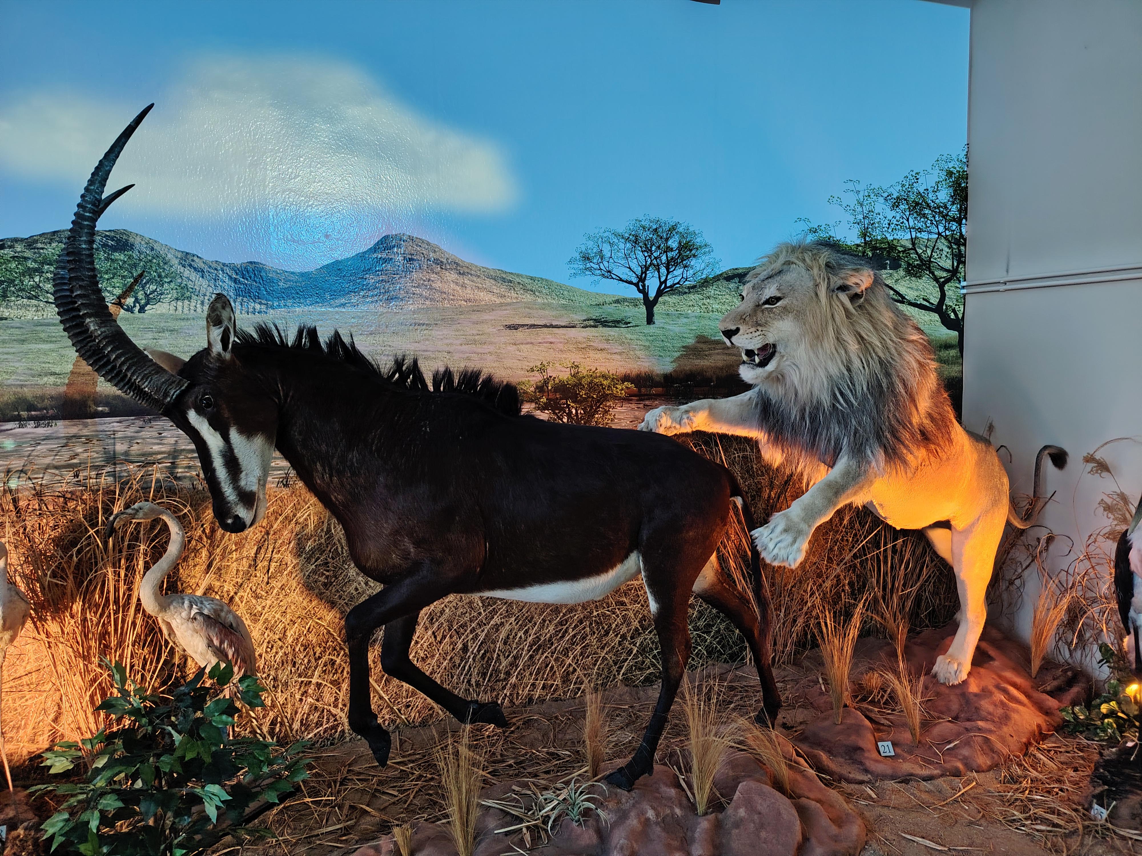 Africké muzeum Dr. Emila Holuba foto 4