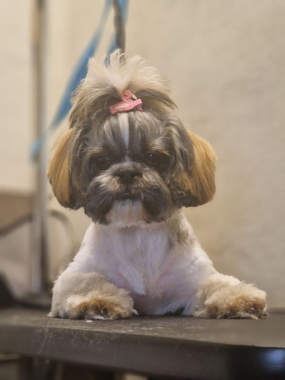 Barber pet Plzeň foto 5