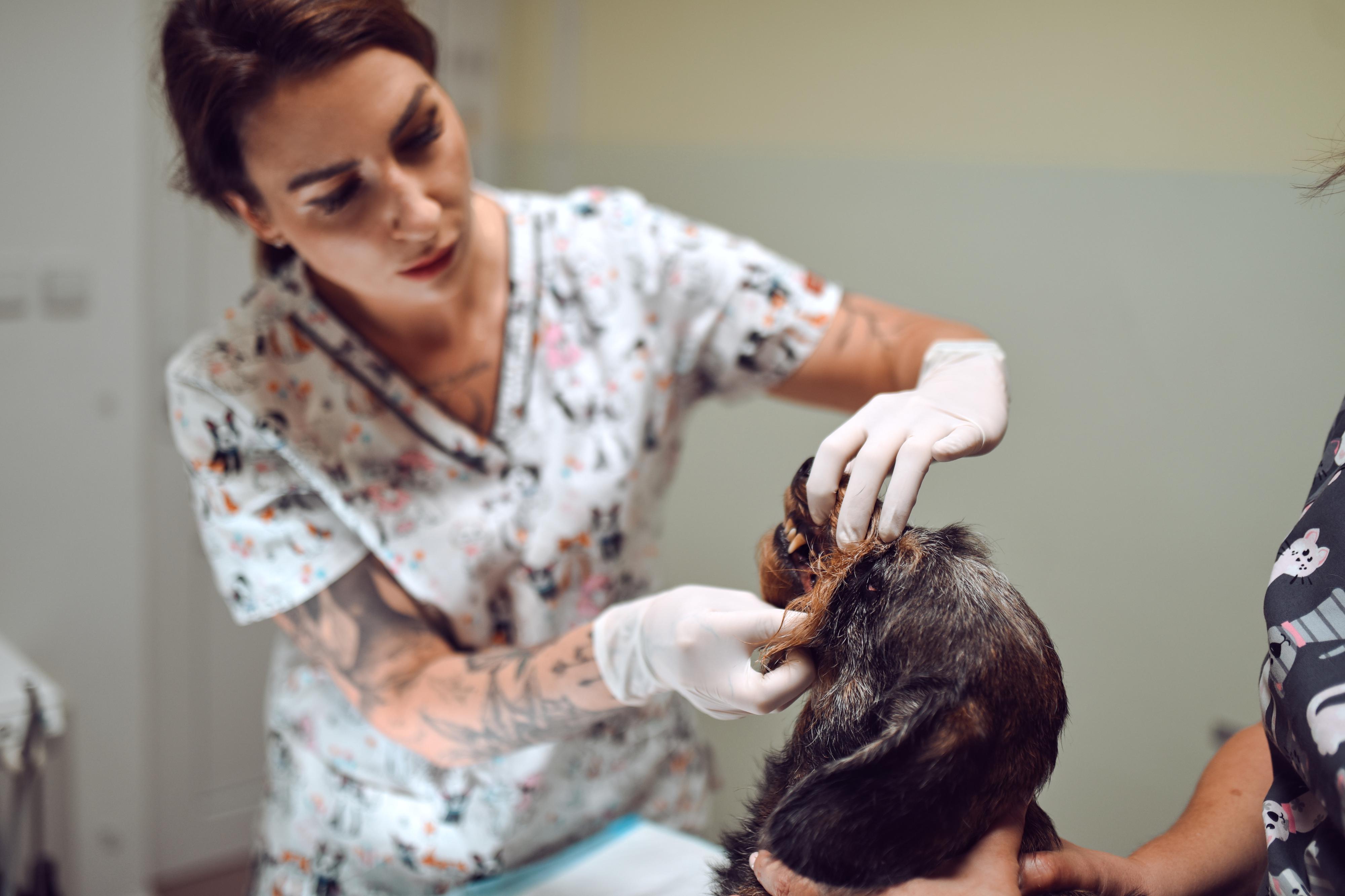 Veterinární klinika VLTAVA foto 3