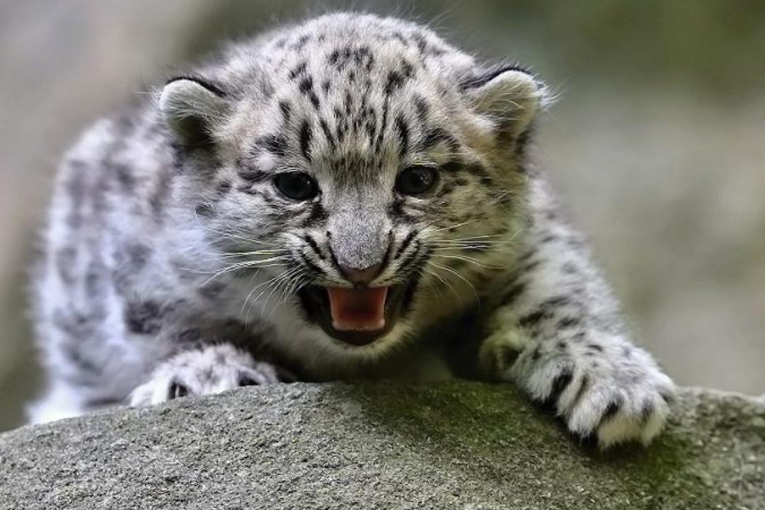 Zoo Jihlava, Třebíč