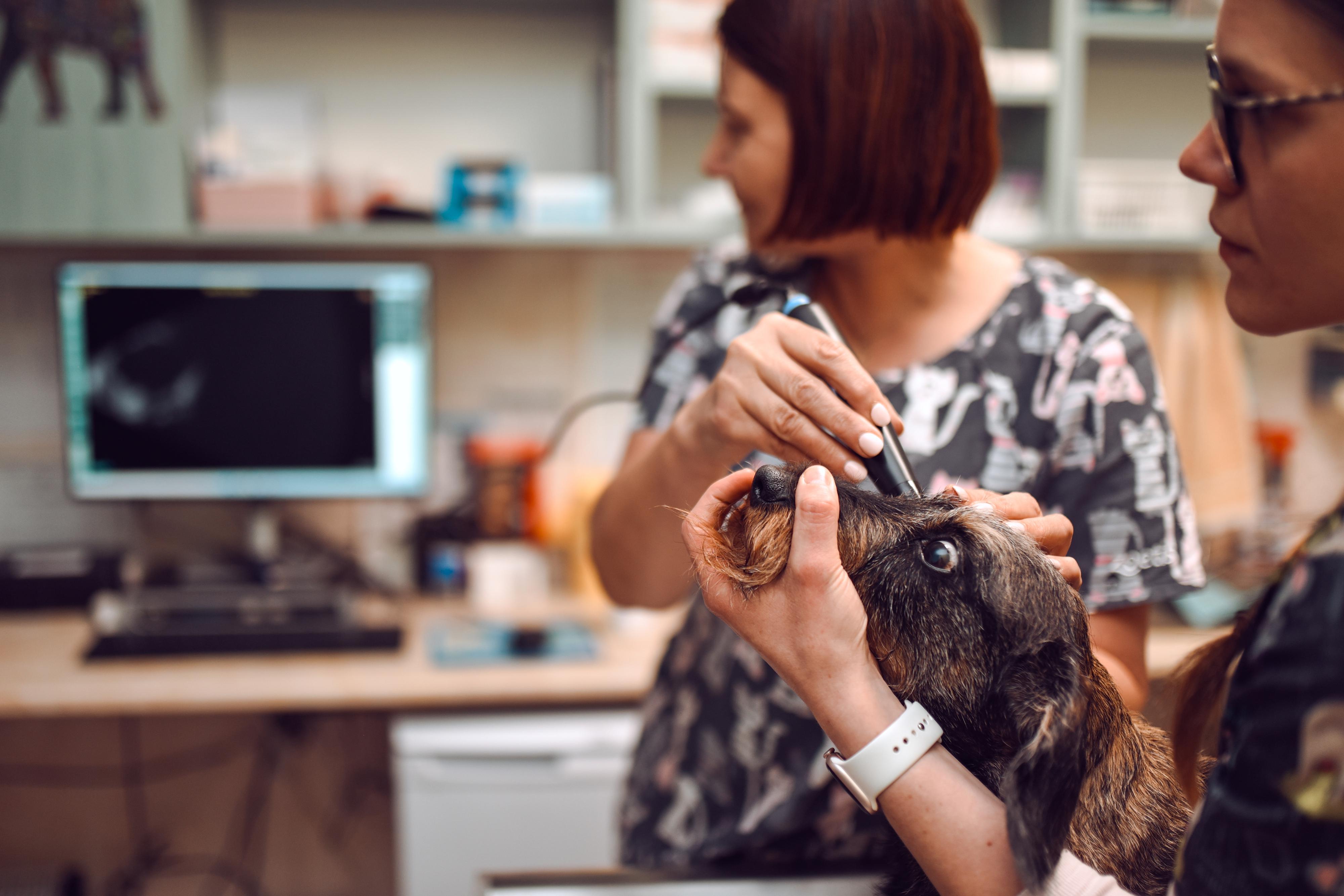 Veterinární klinika VLTAVA foto 6