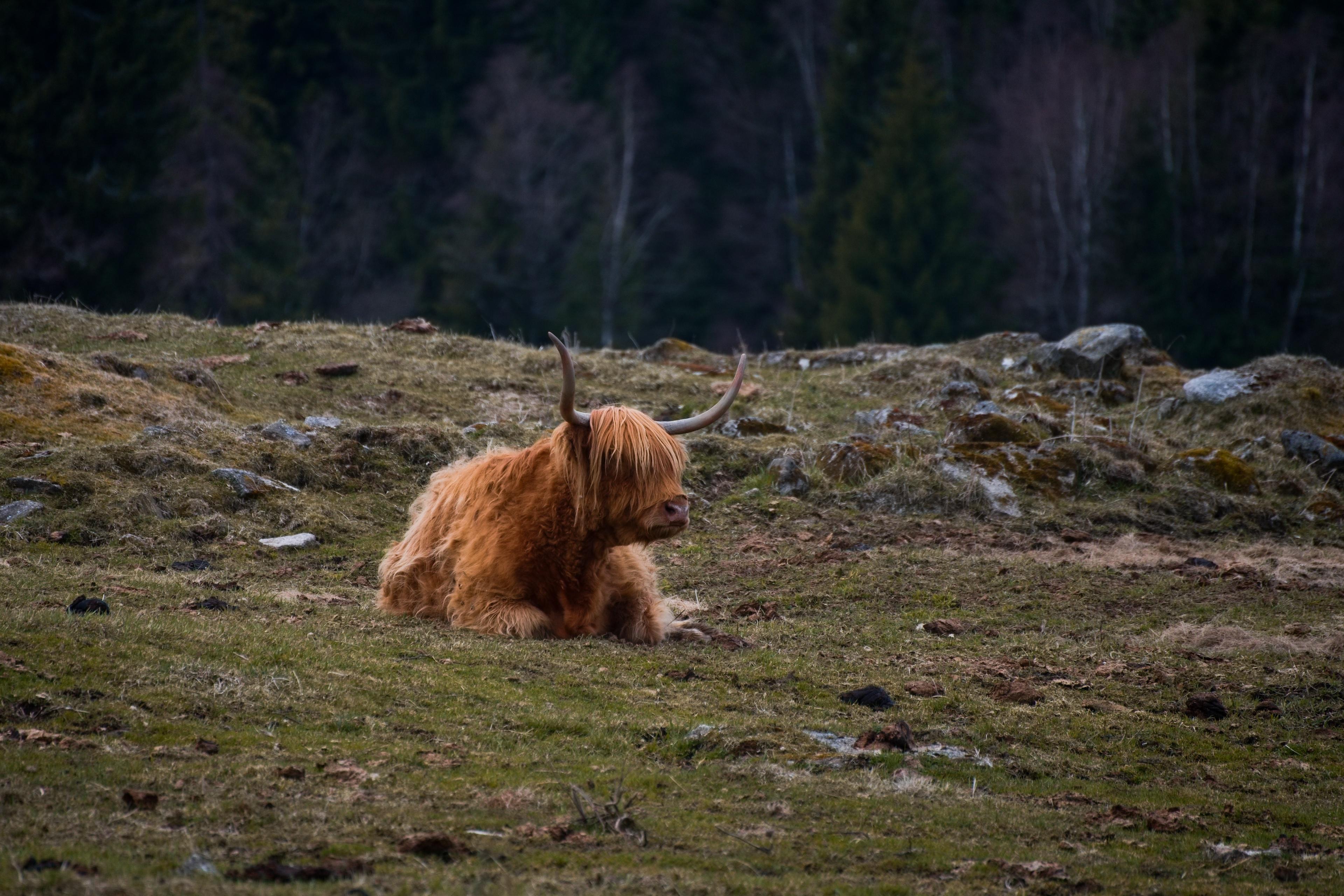 Samoobslužný obchod Horská Kvilda foto 3