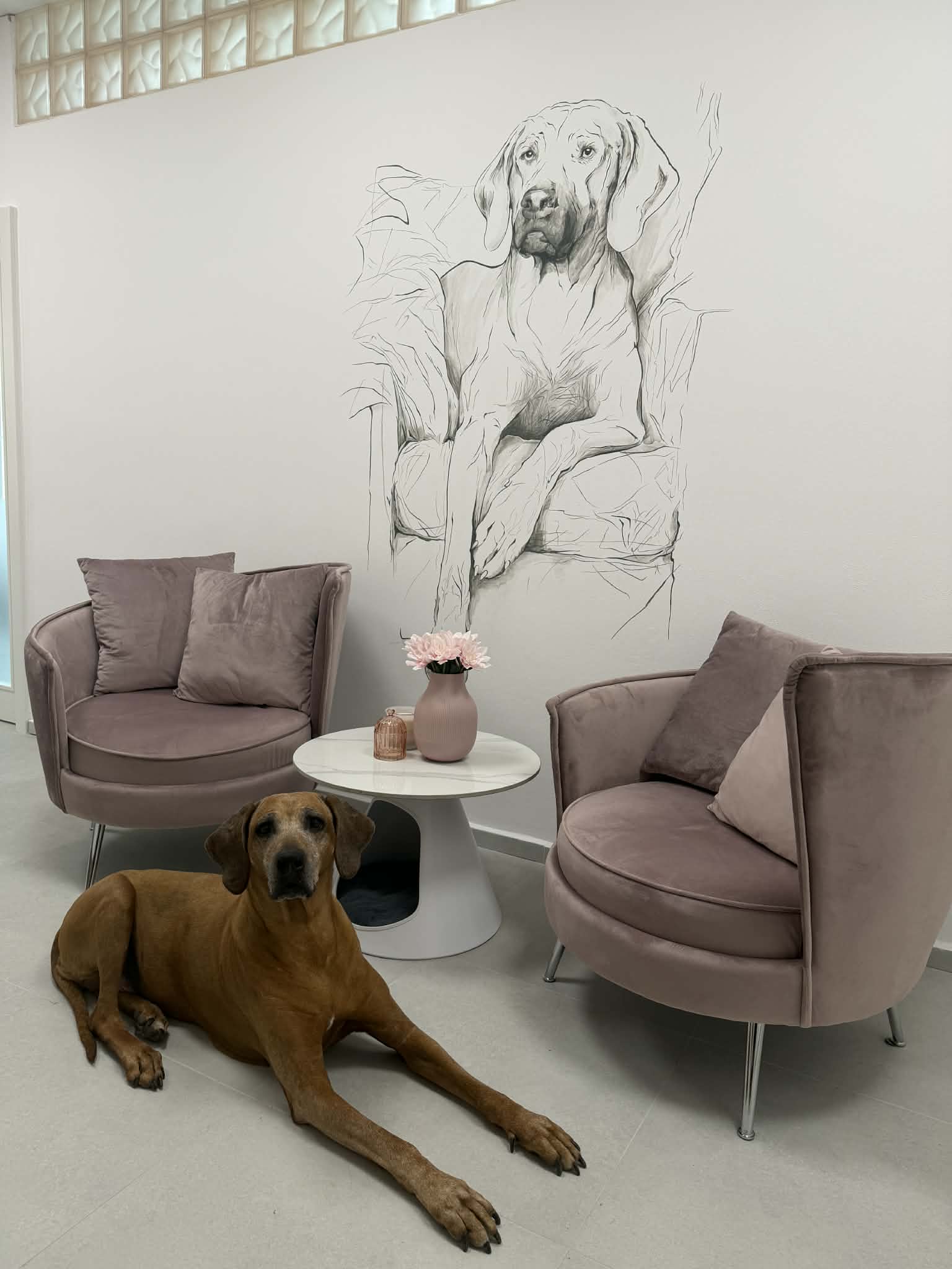Dog Soul foto 3