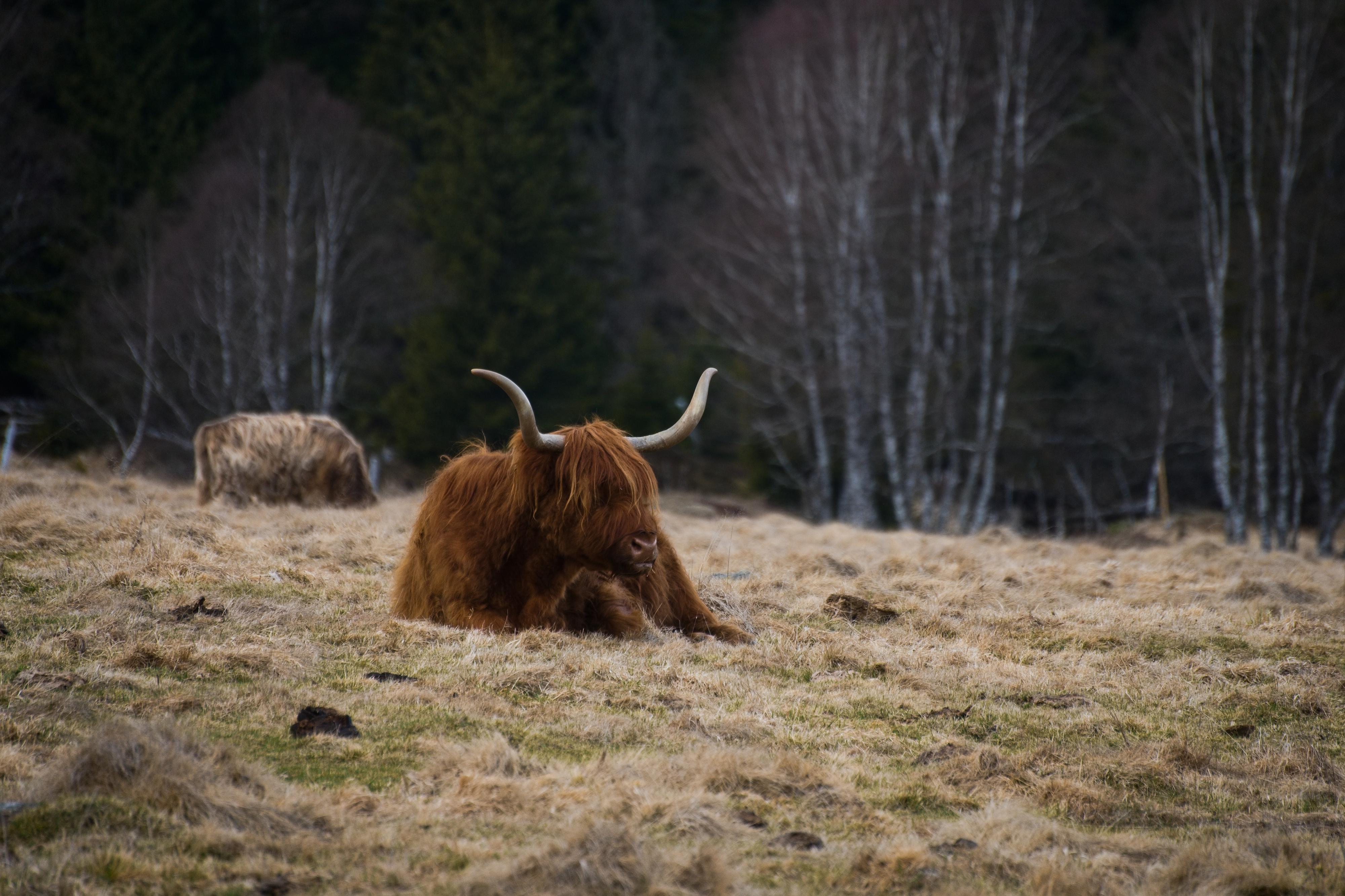 Samoobslužný obchod Horská Kvilda foto 5
