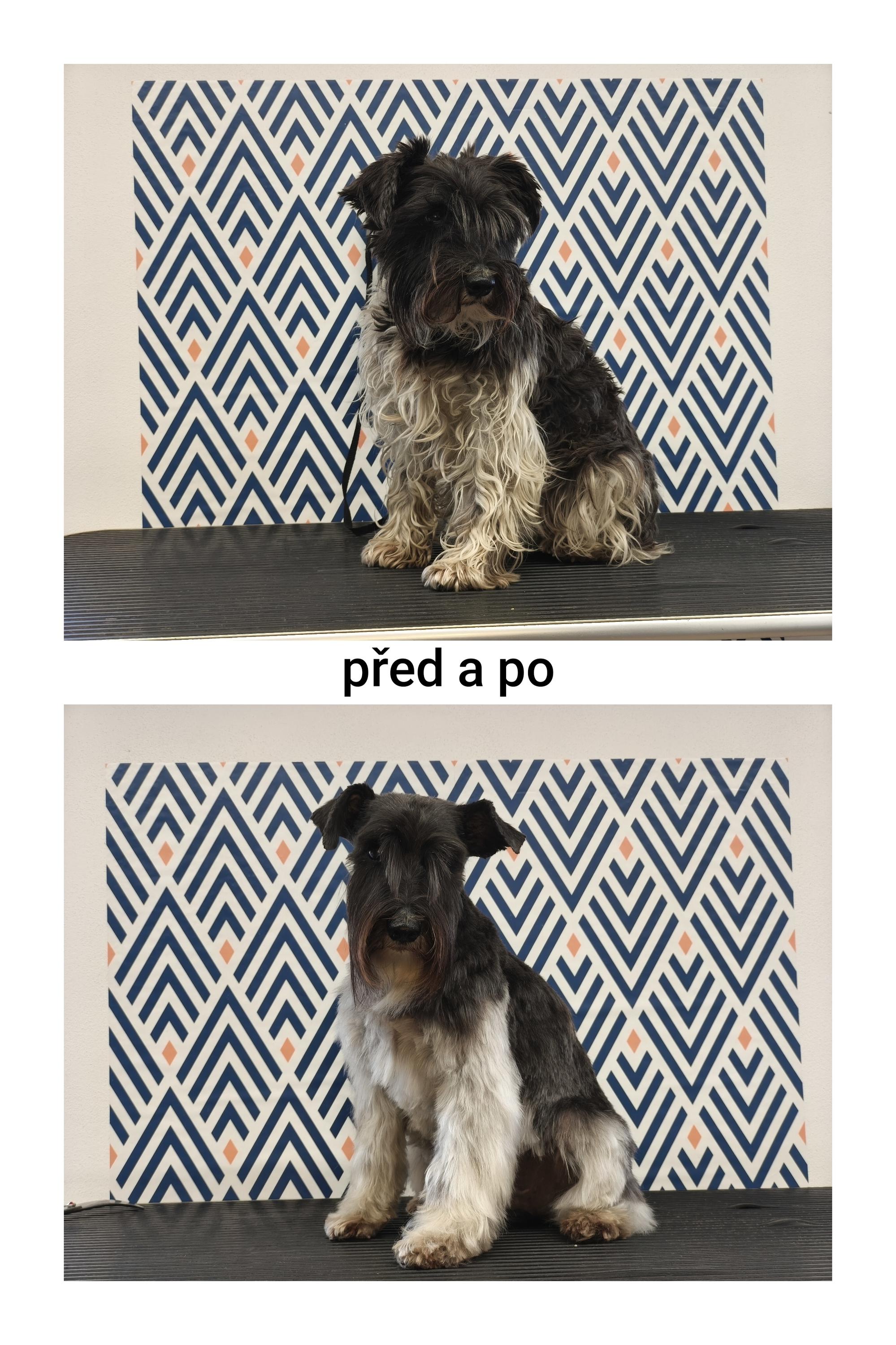 Stříhání psů - Anna Křížová foto 2
