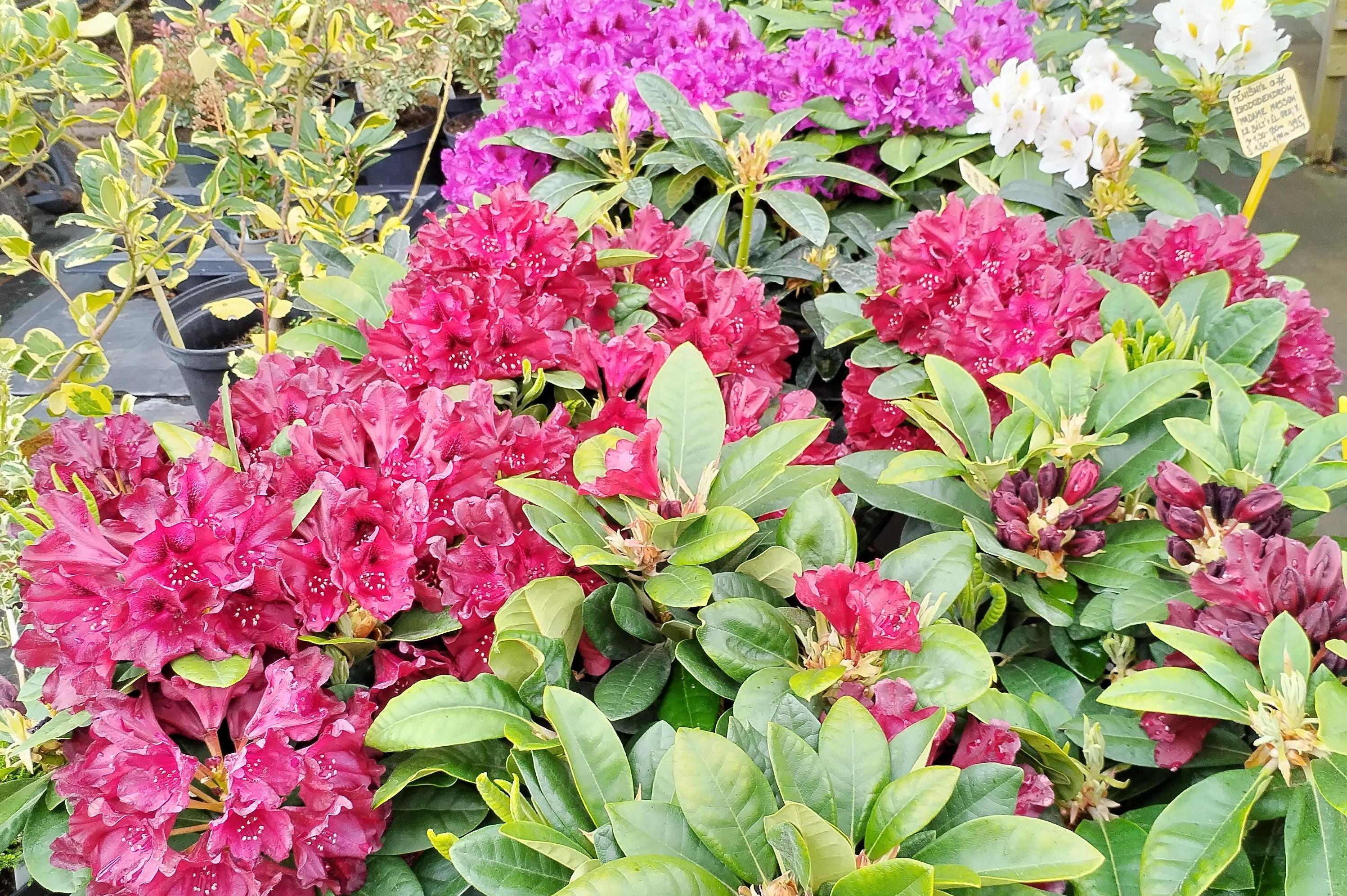 PRÁVĚ KVETOU AZALKY A RODODENDRONY