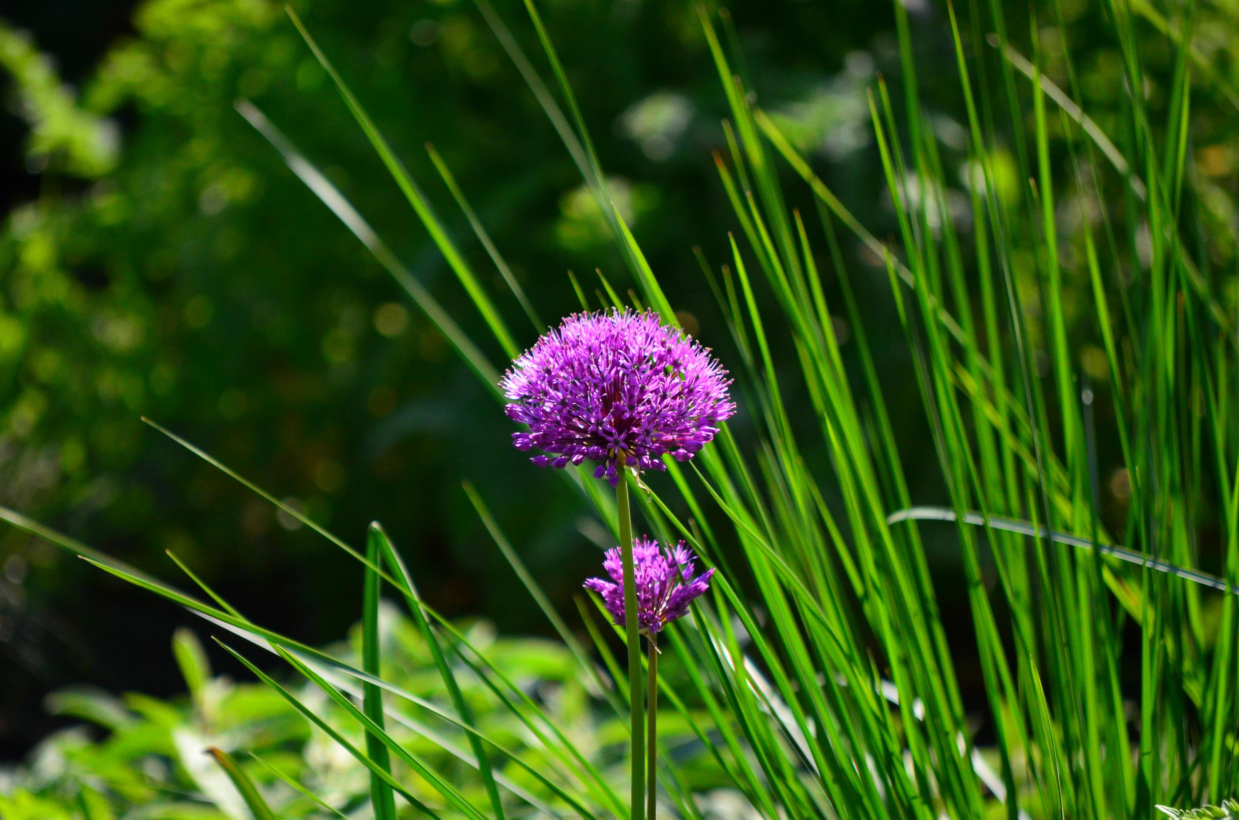 Botanická zahrada Teplice foto 3