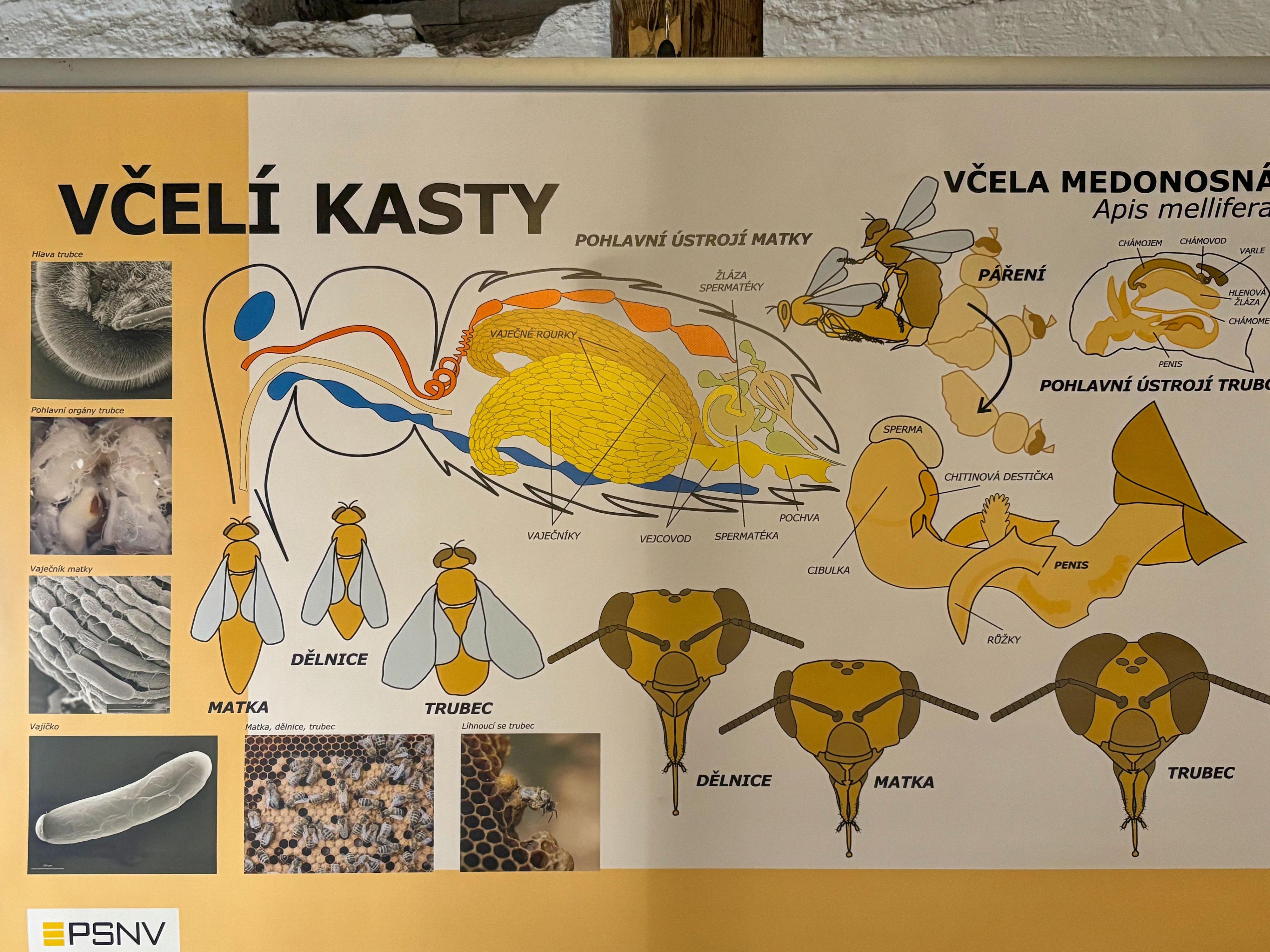 Muzeum včelařství foto 6