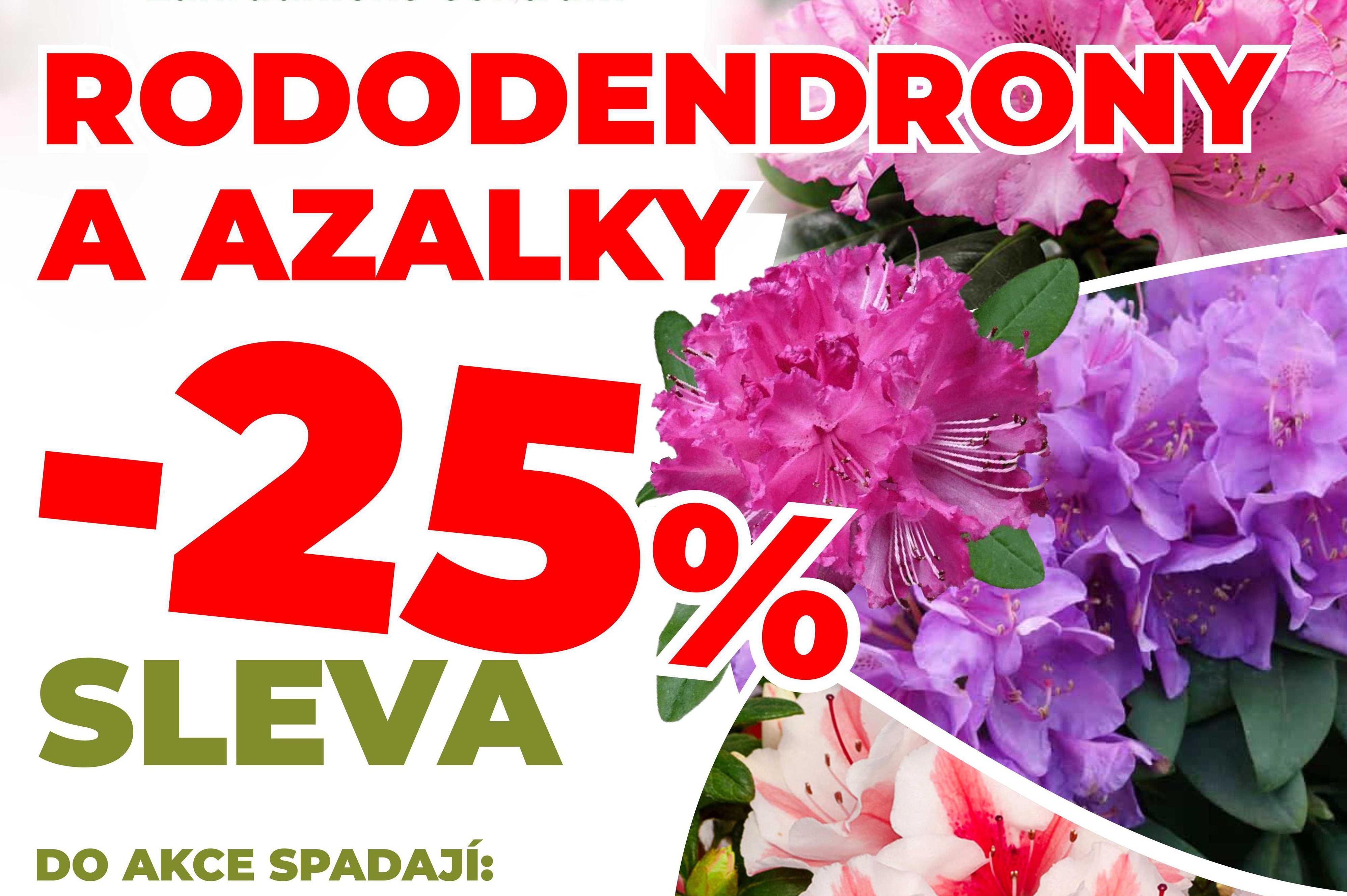 Rododendrony a Azalky -25%