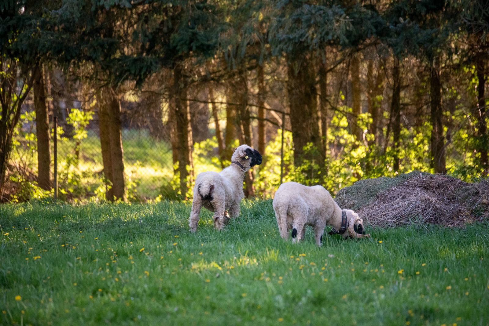 Farmička Gabriela foto 1
