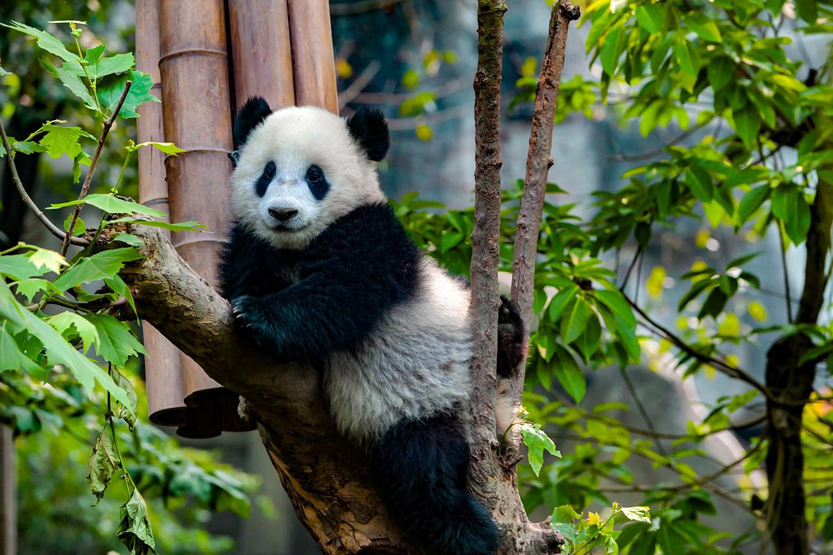Jednodenní Zoo Vídeň a zámek Schönbrunn
