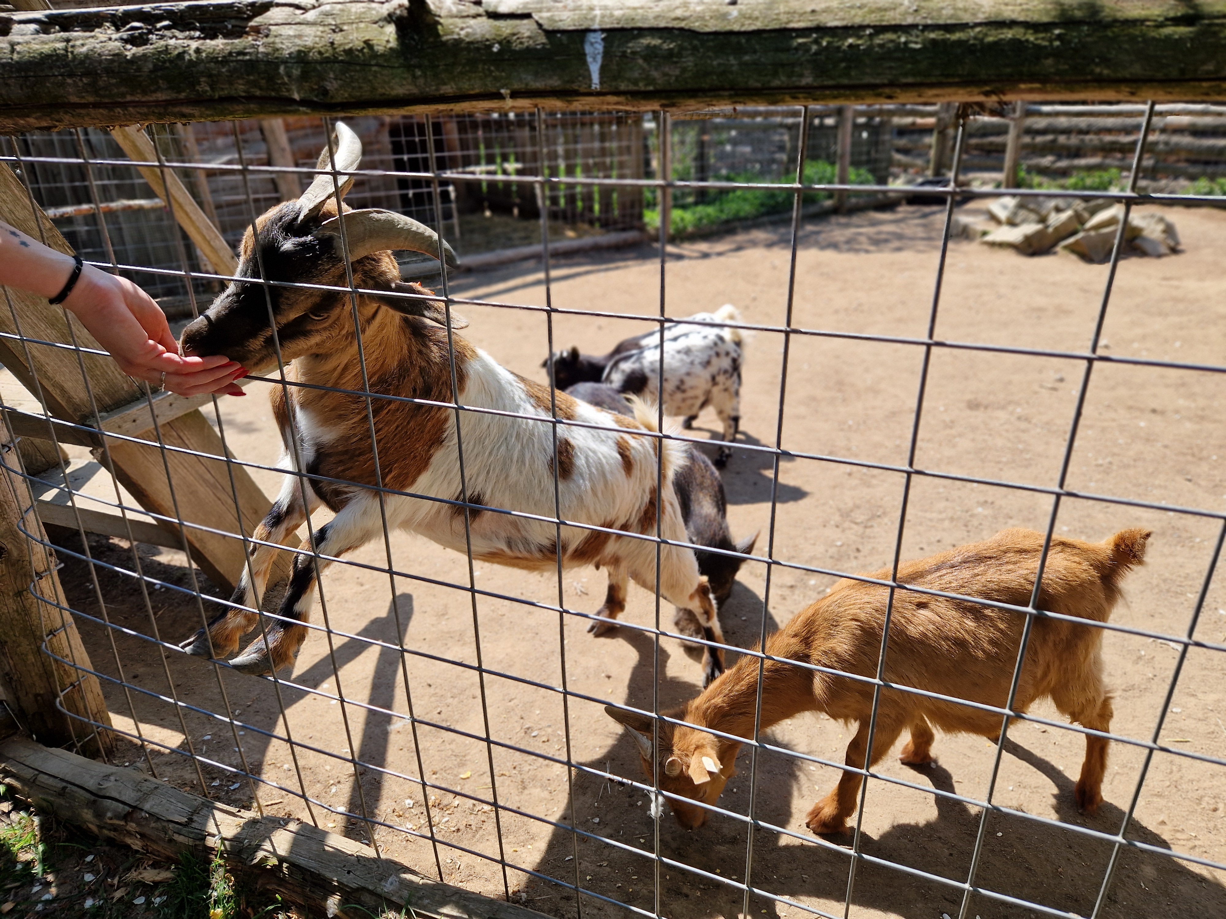 Rodinný Zookoutek Nová Říše z.s. foto 3