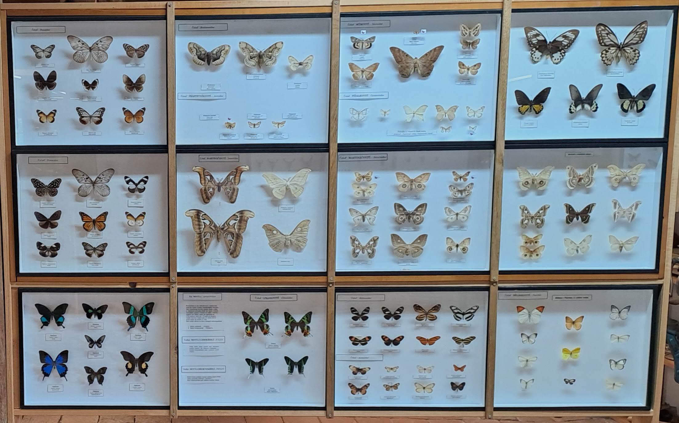 Muzeum přírodovědy a venkova foto 5
