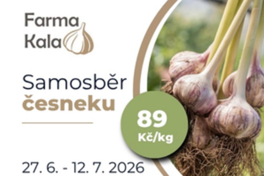 Samosběr česneku 27.6.-12.7.2026 Kuřimská Nová Ves