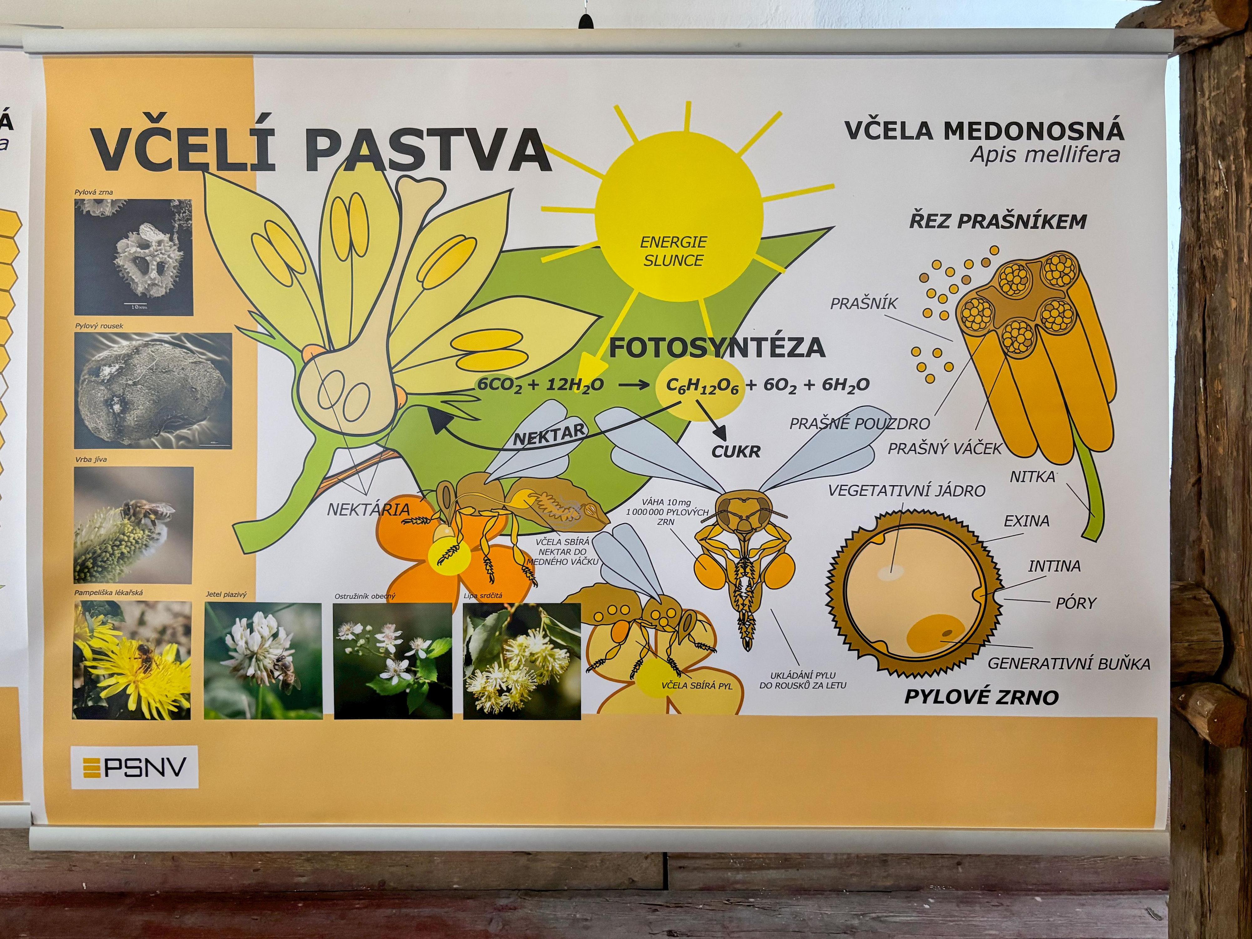 Muzeum včelařství foto 5