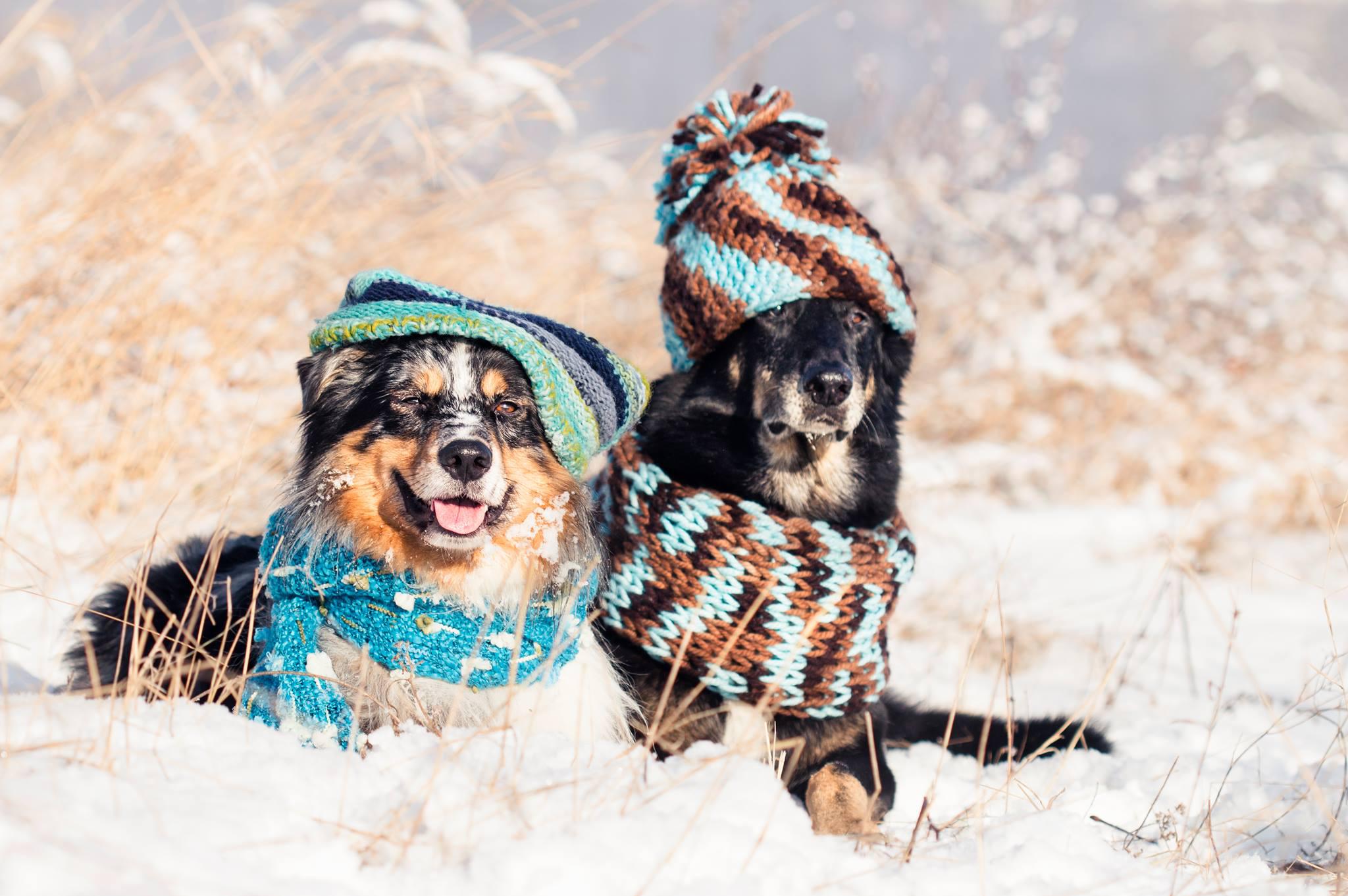 DOXIE