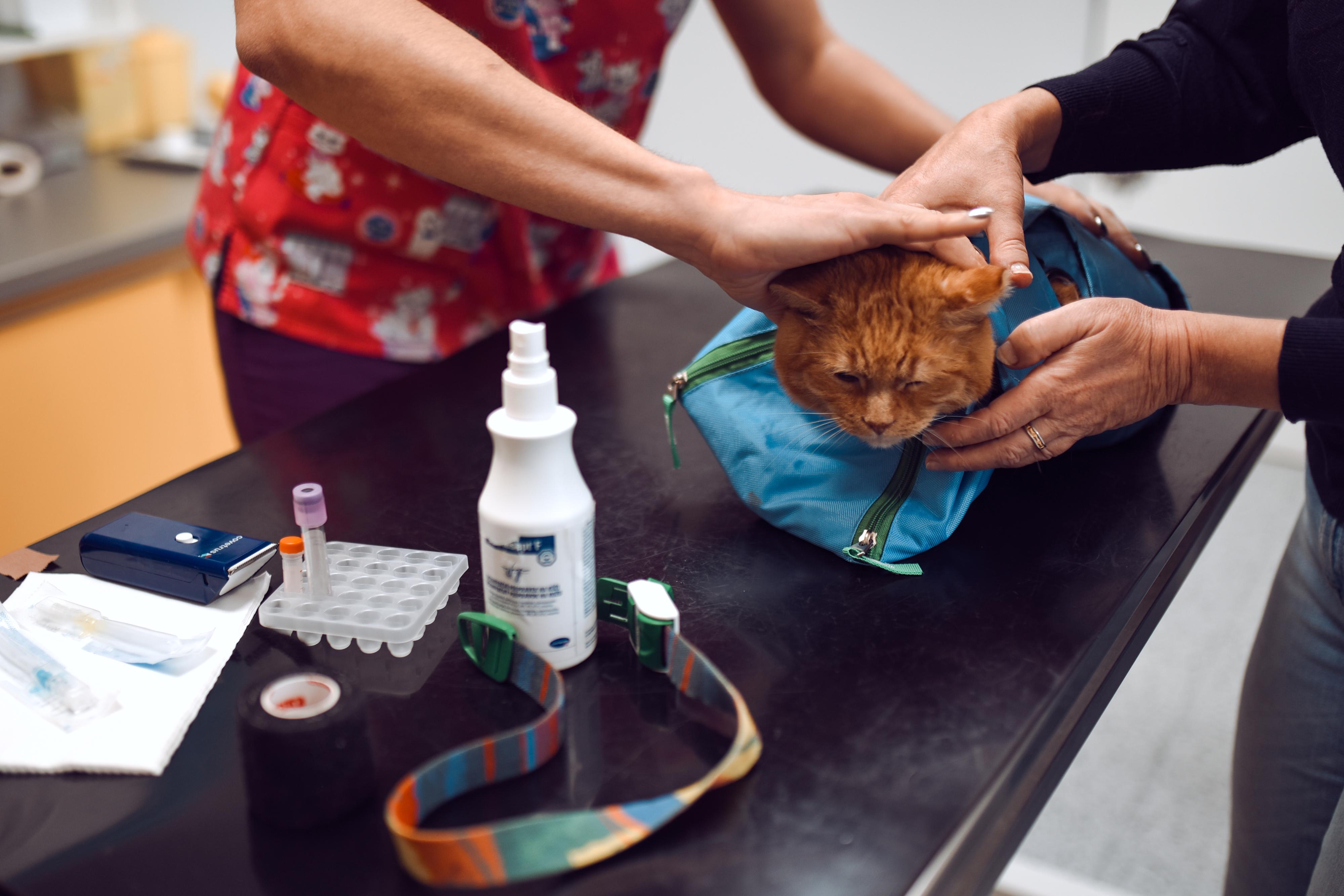 Veterinární klinika VLTAVA foto 4