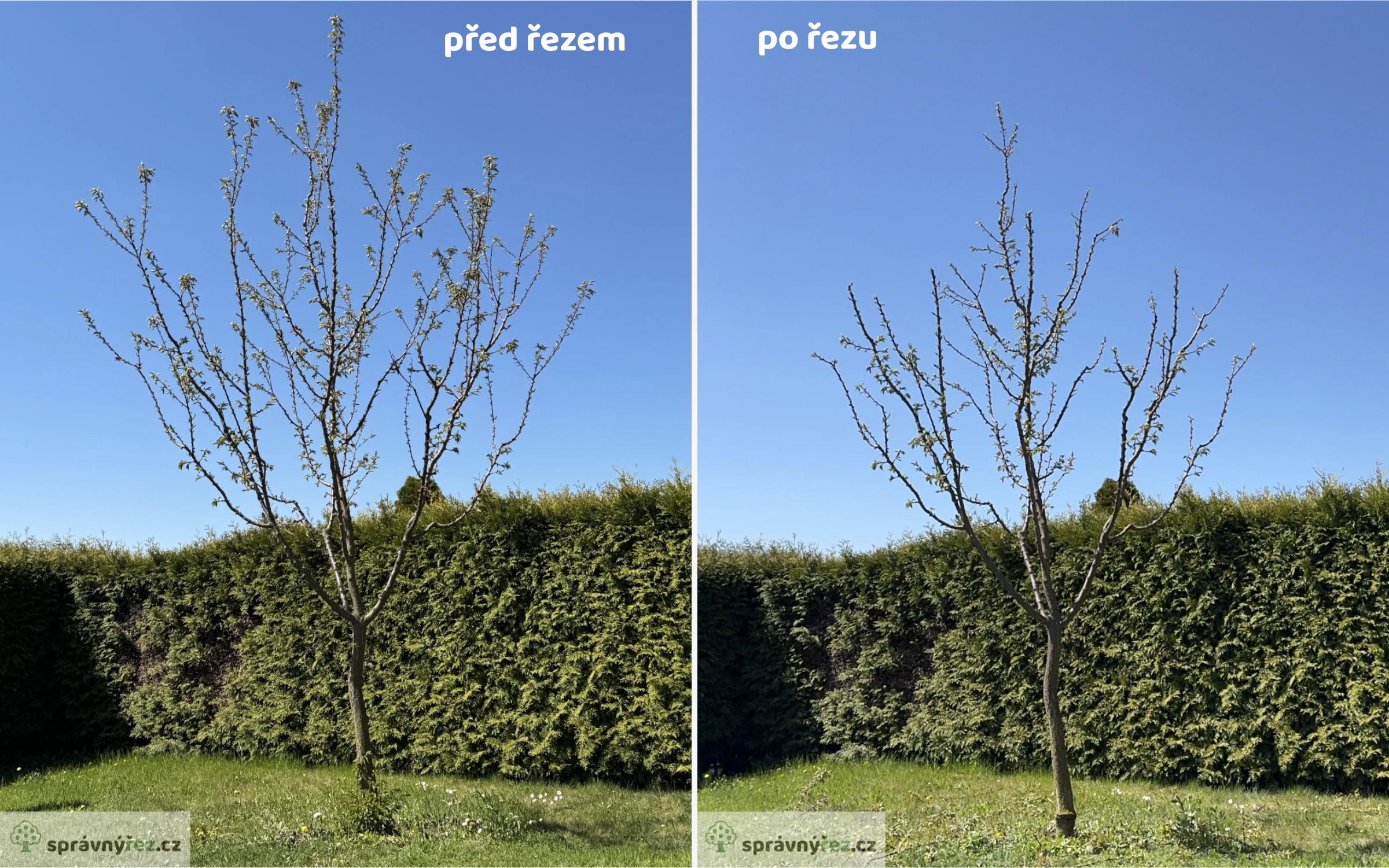 Spravnyrez.cz foto 3