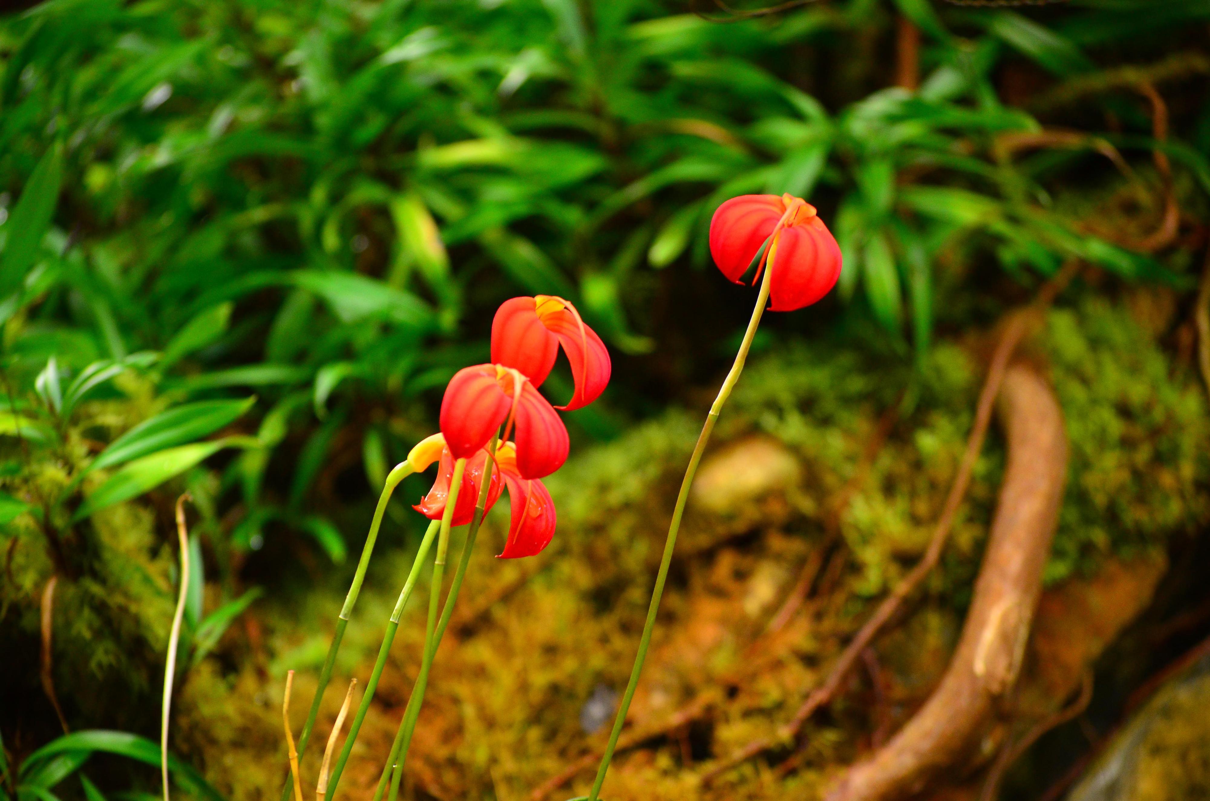 Botanická zahrada Praha foto 2