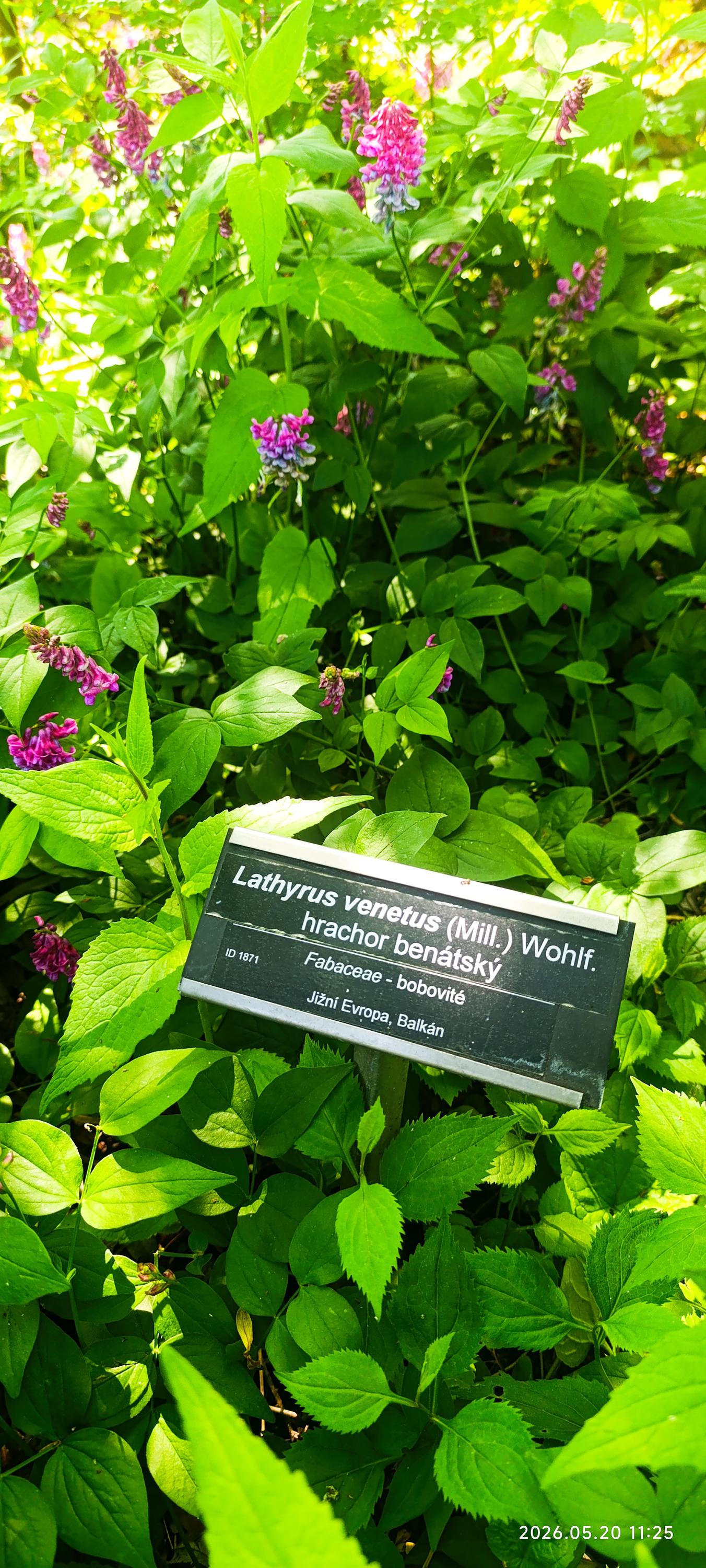 Botanická zahrada Přírodovědecké fakulty Univerzity Palackého v Olomouci foto 2