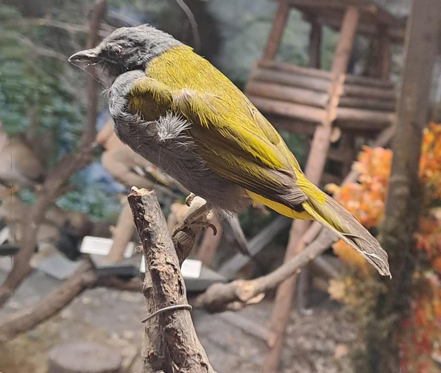 Muzeum přírodovědy a venkova foto 2