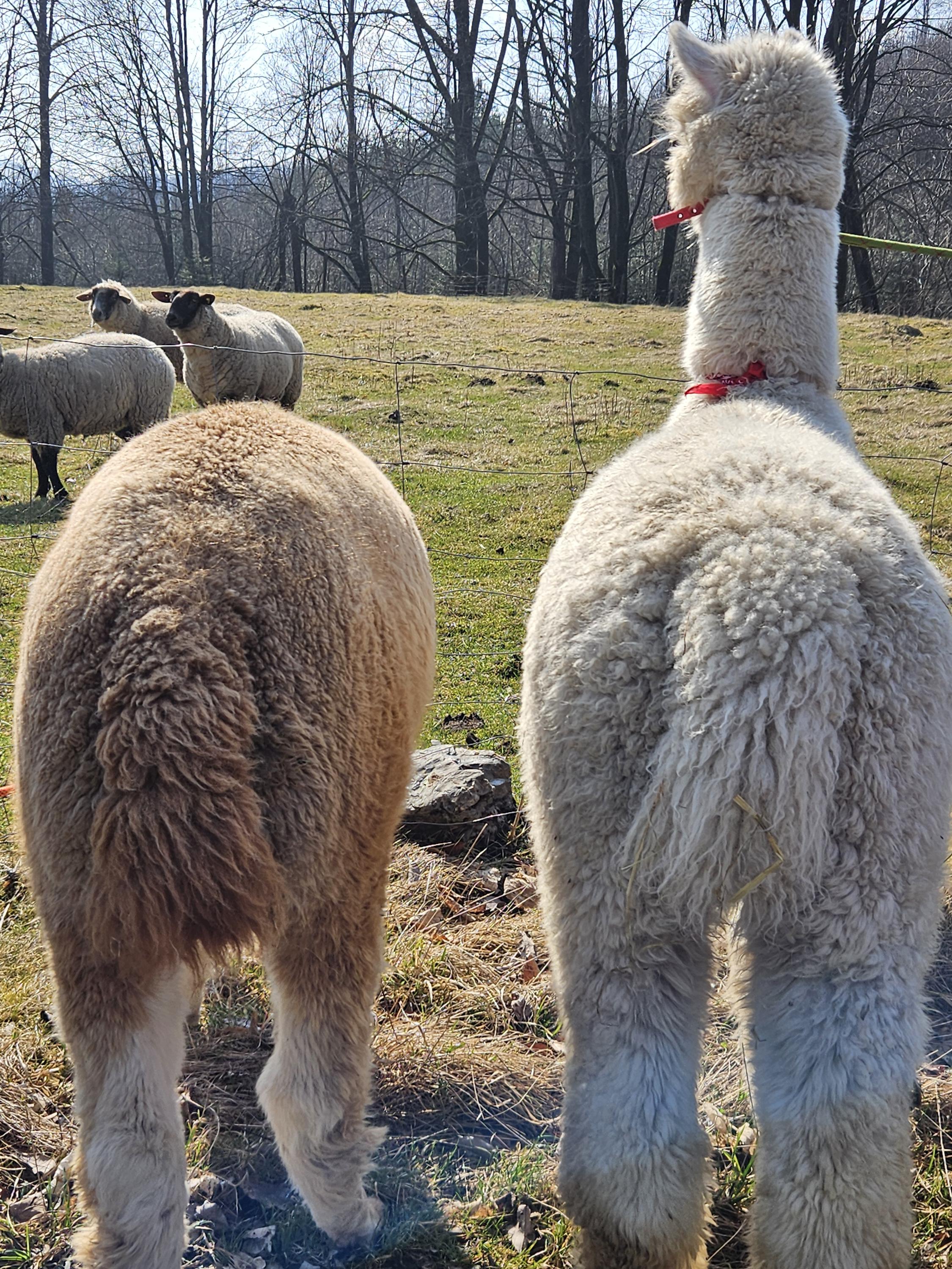 Alpaky z farmy Zlaté Podlesí foto 6