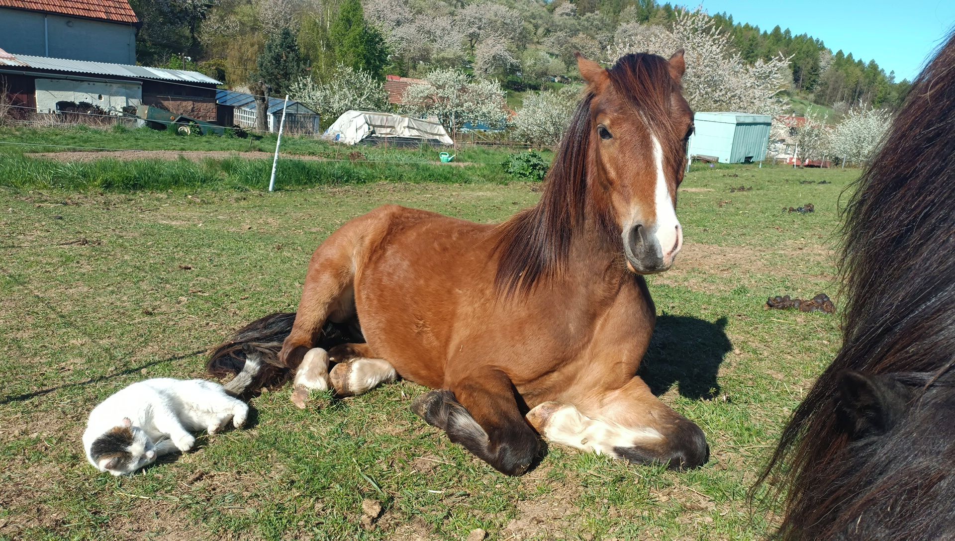 Krok za krokem s poníkem foto 3