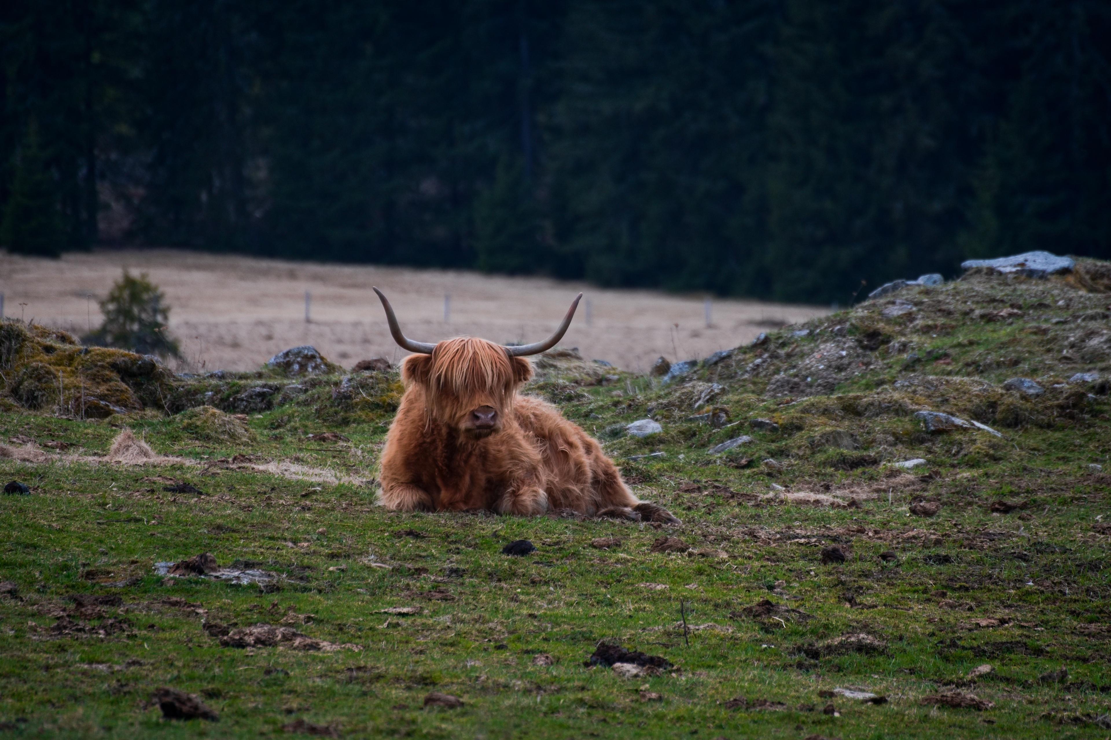 Samoobslužný obchod Horská Kvilda foto 2